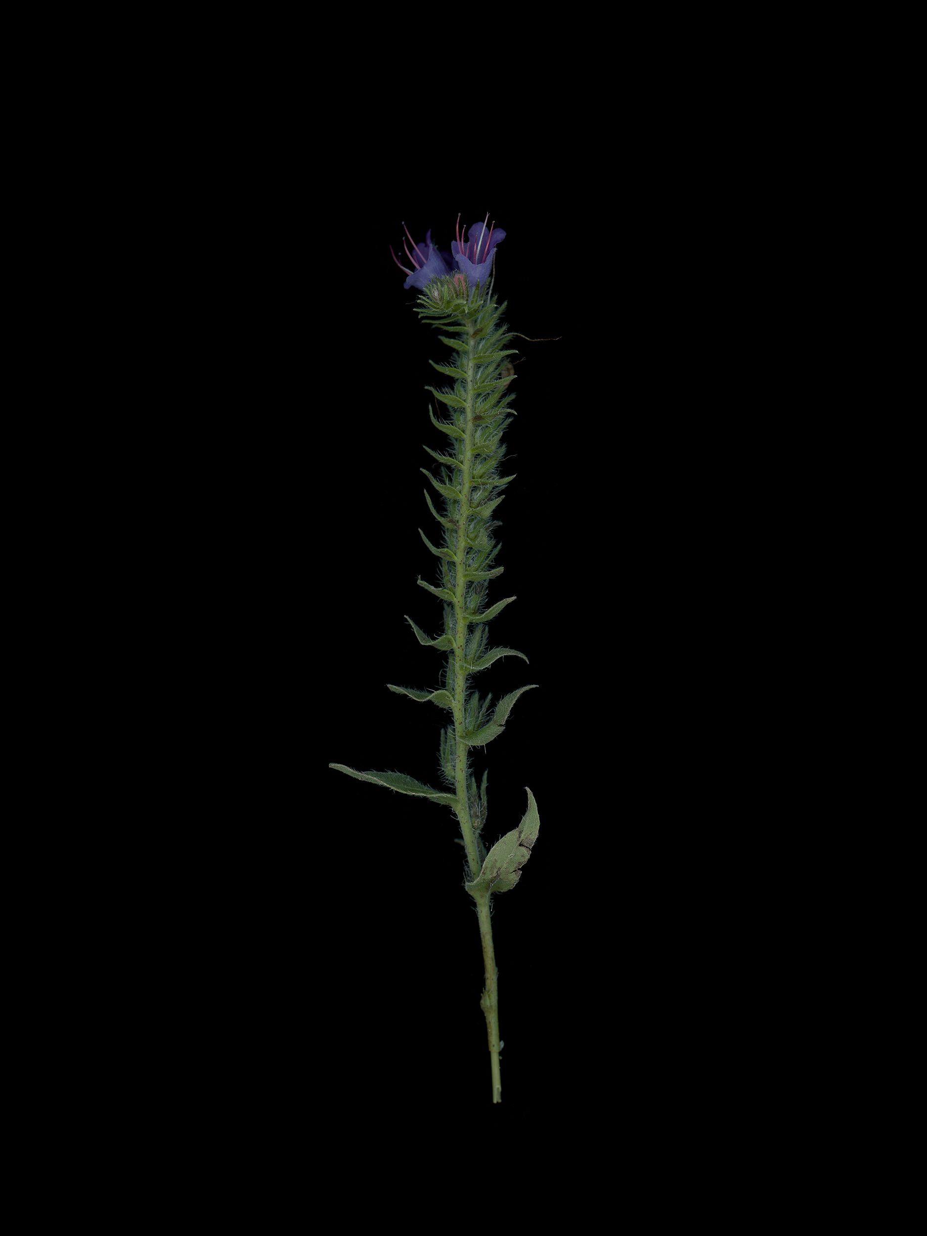 Echium vulgare (Viper's bugloss) — HD Scan, Thalkirchen, Germany, 2025