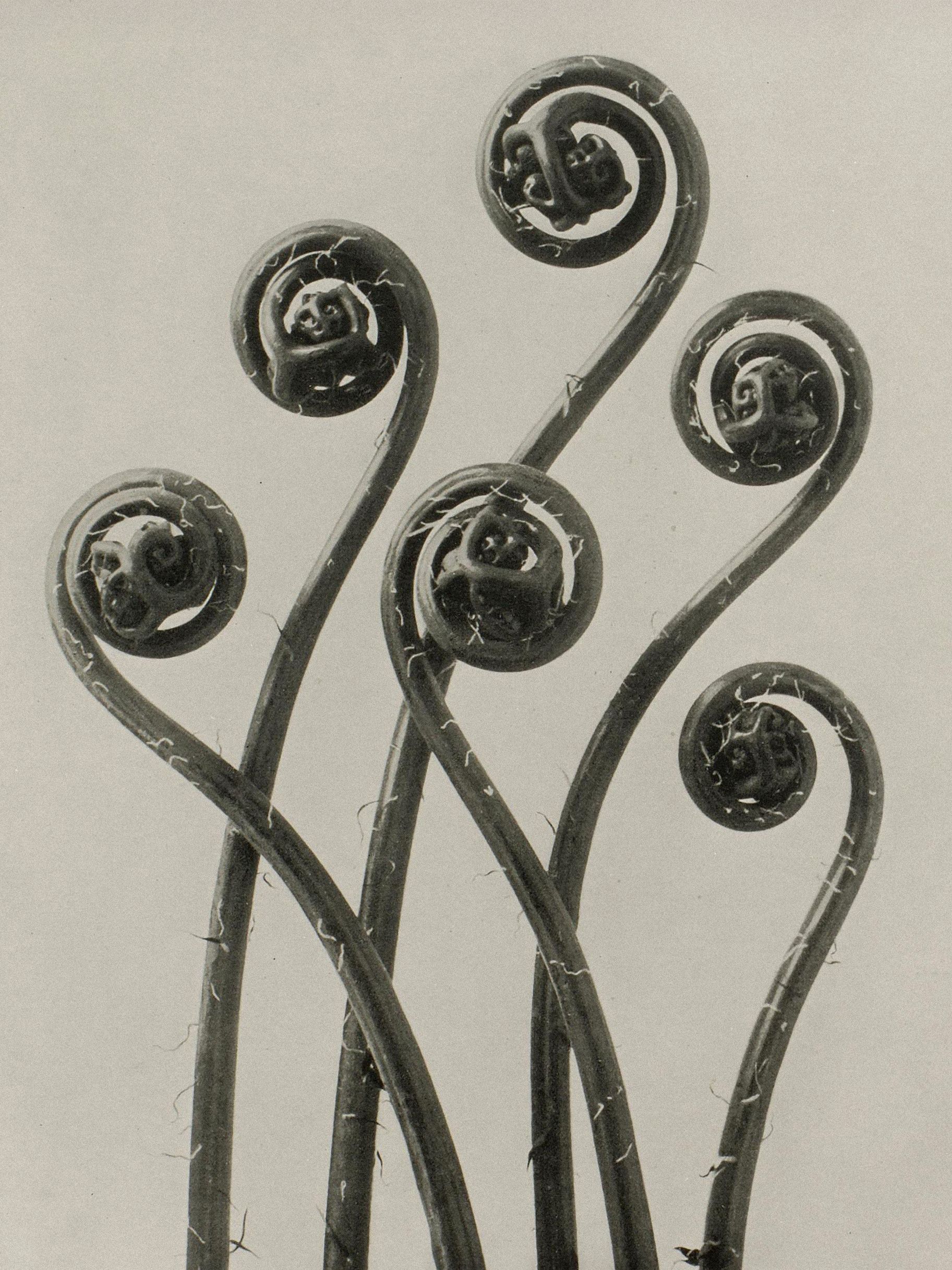 Karl Blossfeldt — Natural Design Archetypes