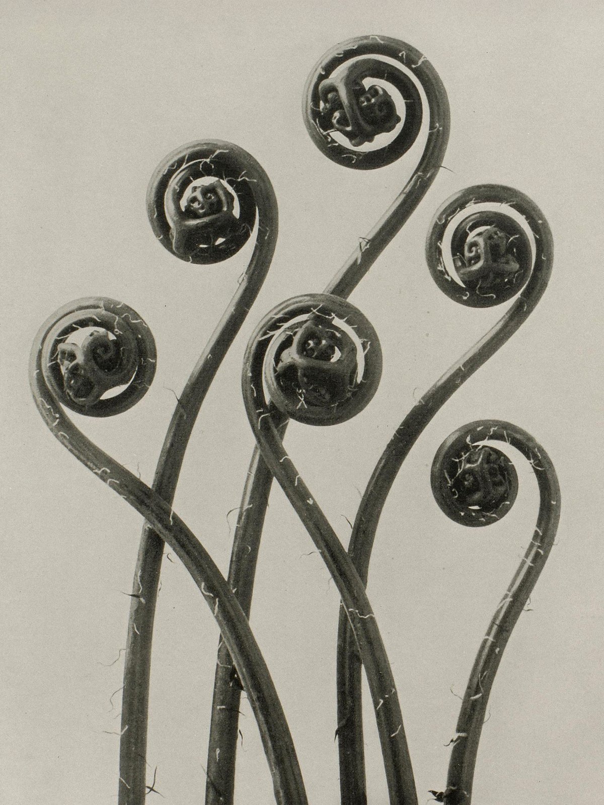 Karl Blossfeldt — Natural Design Archetypes