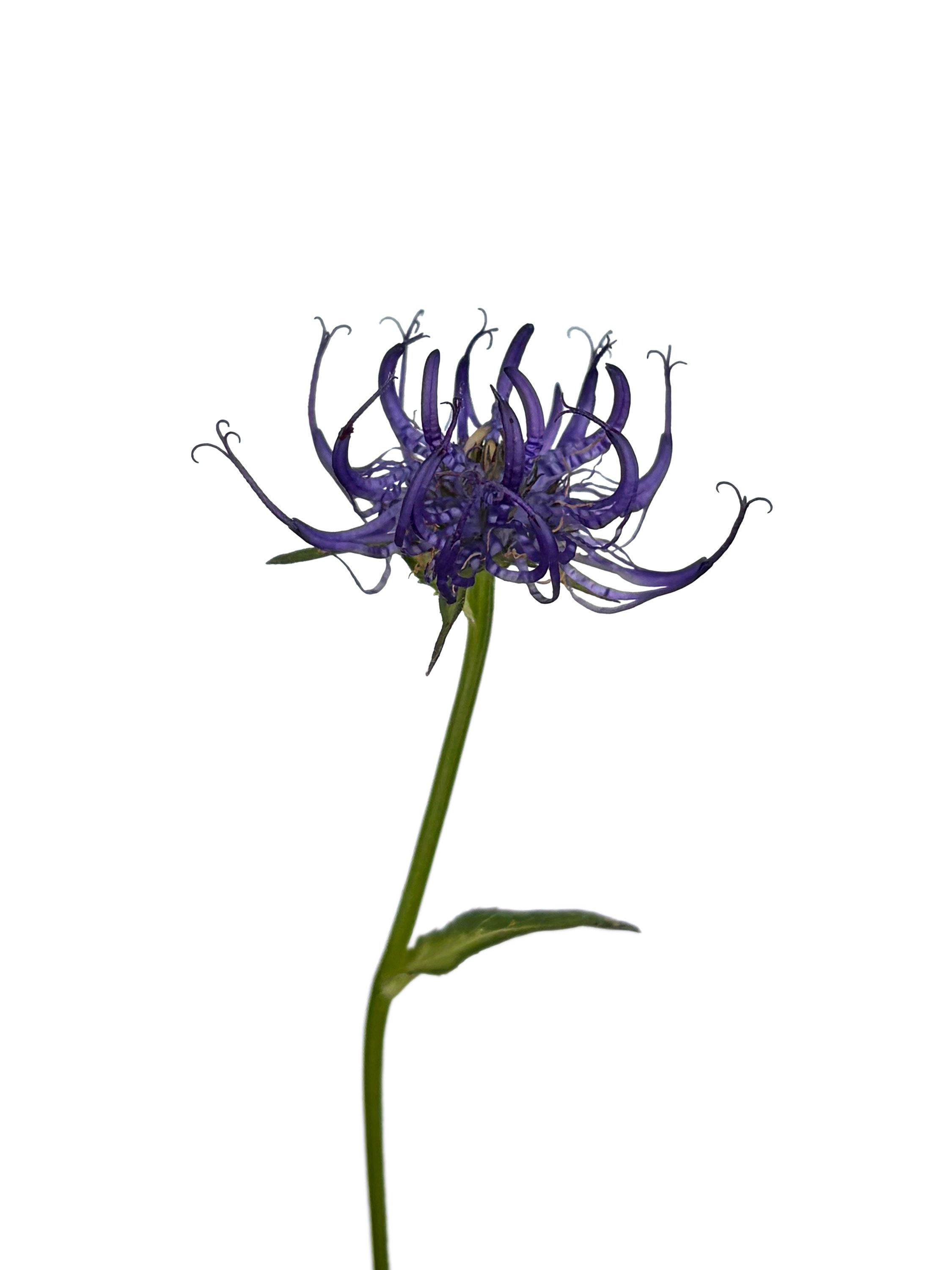 Phyteuma orbiculare (Round-headed rampion) — Photograph, Belluno, Italy, 2026