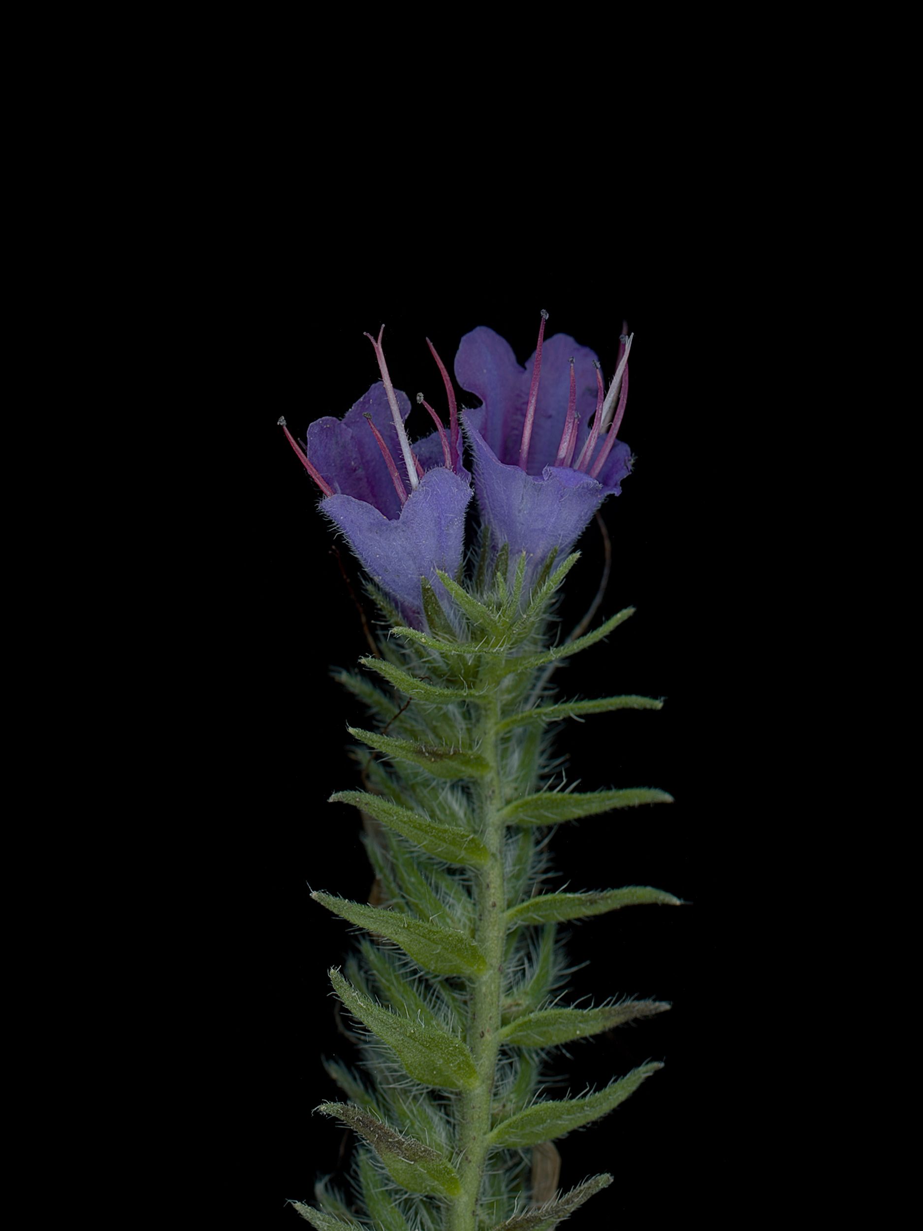 HA-0212
