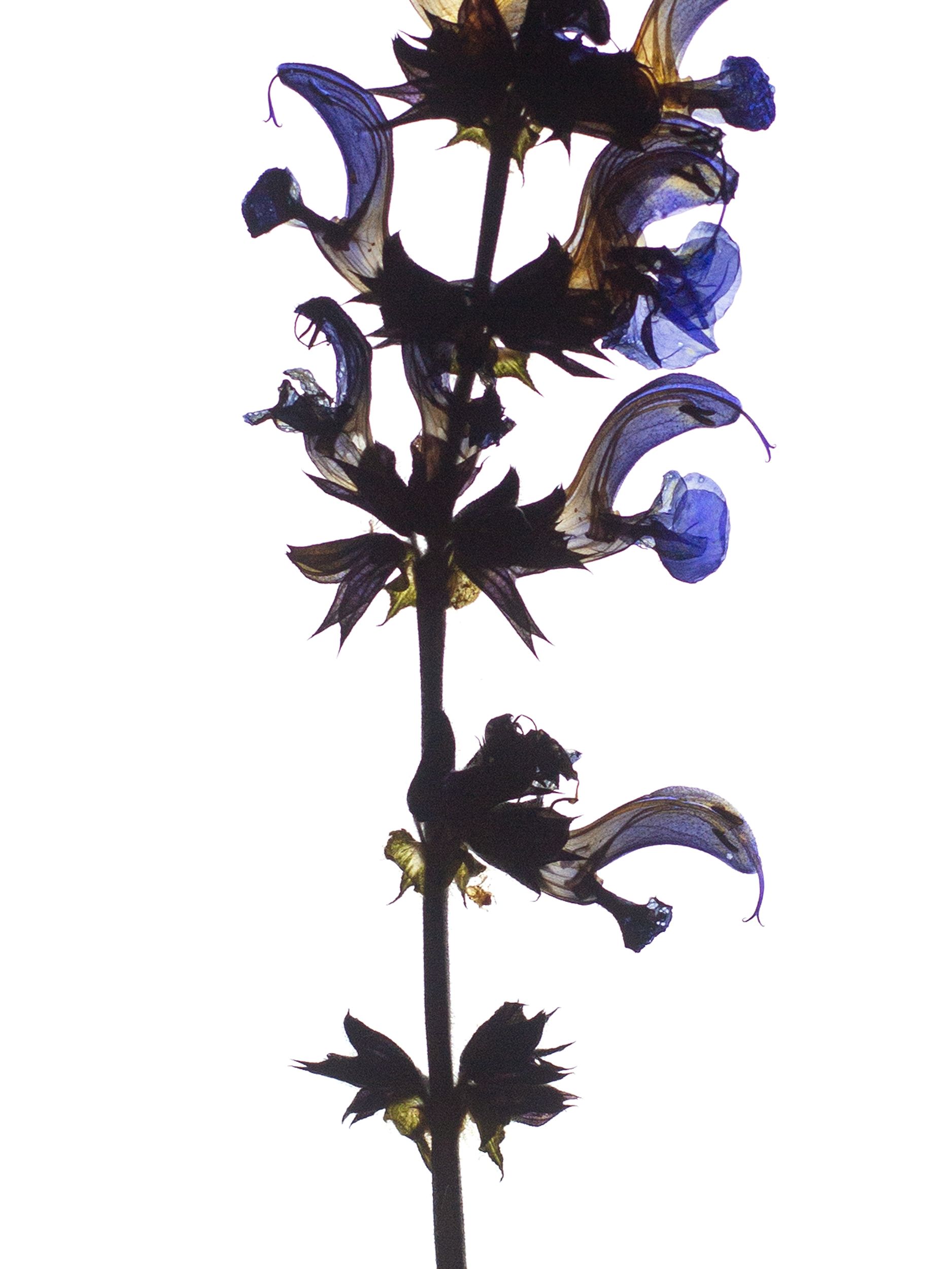 HA-0023