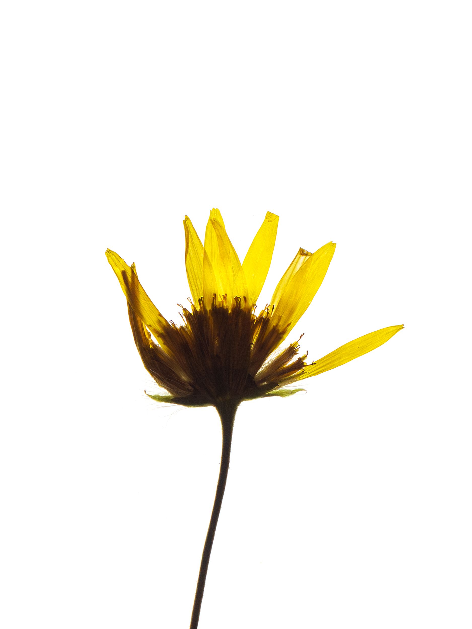 Doronicum corsicum (Corsican leopard’s-bane) — Backlit, Corsica, France, 2023