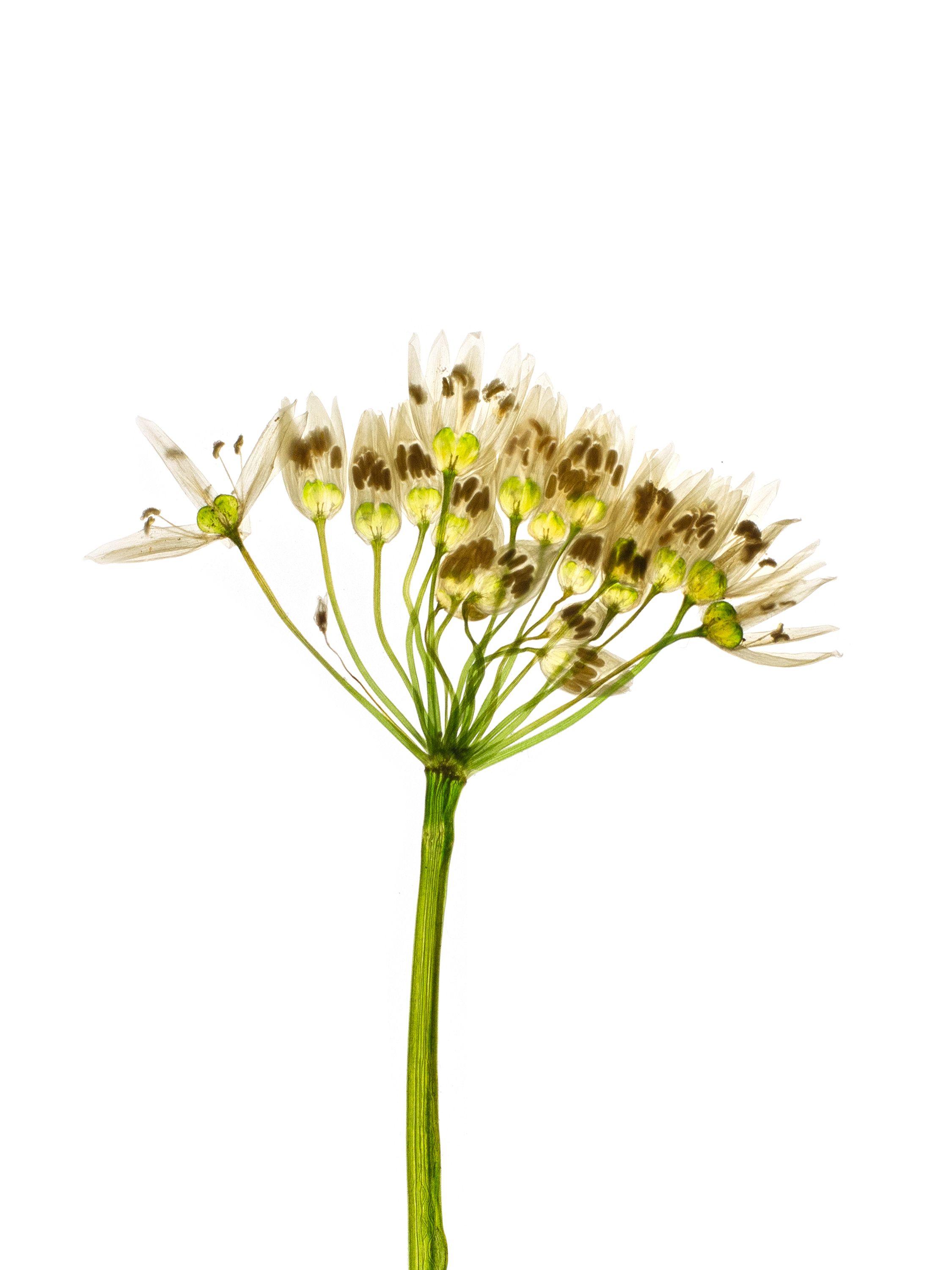 Allium ursinum (Wild garlic) — Backlit, Prague, Czech Republic, 2018