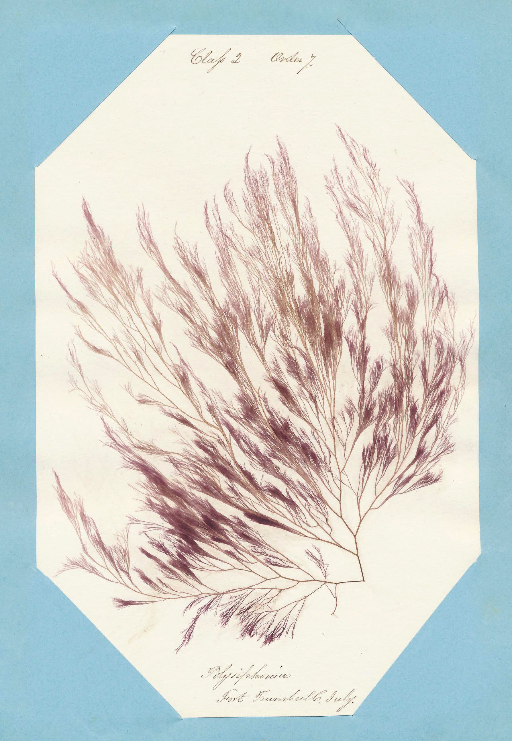 Eliza M. French — A Seaweed Collection 