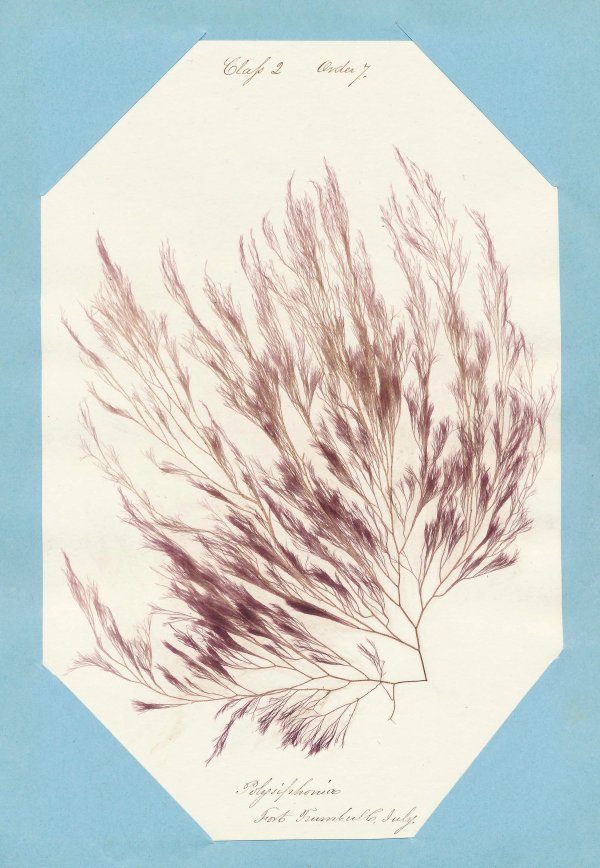 Eliza M. French — A Seaweed Collection
