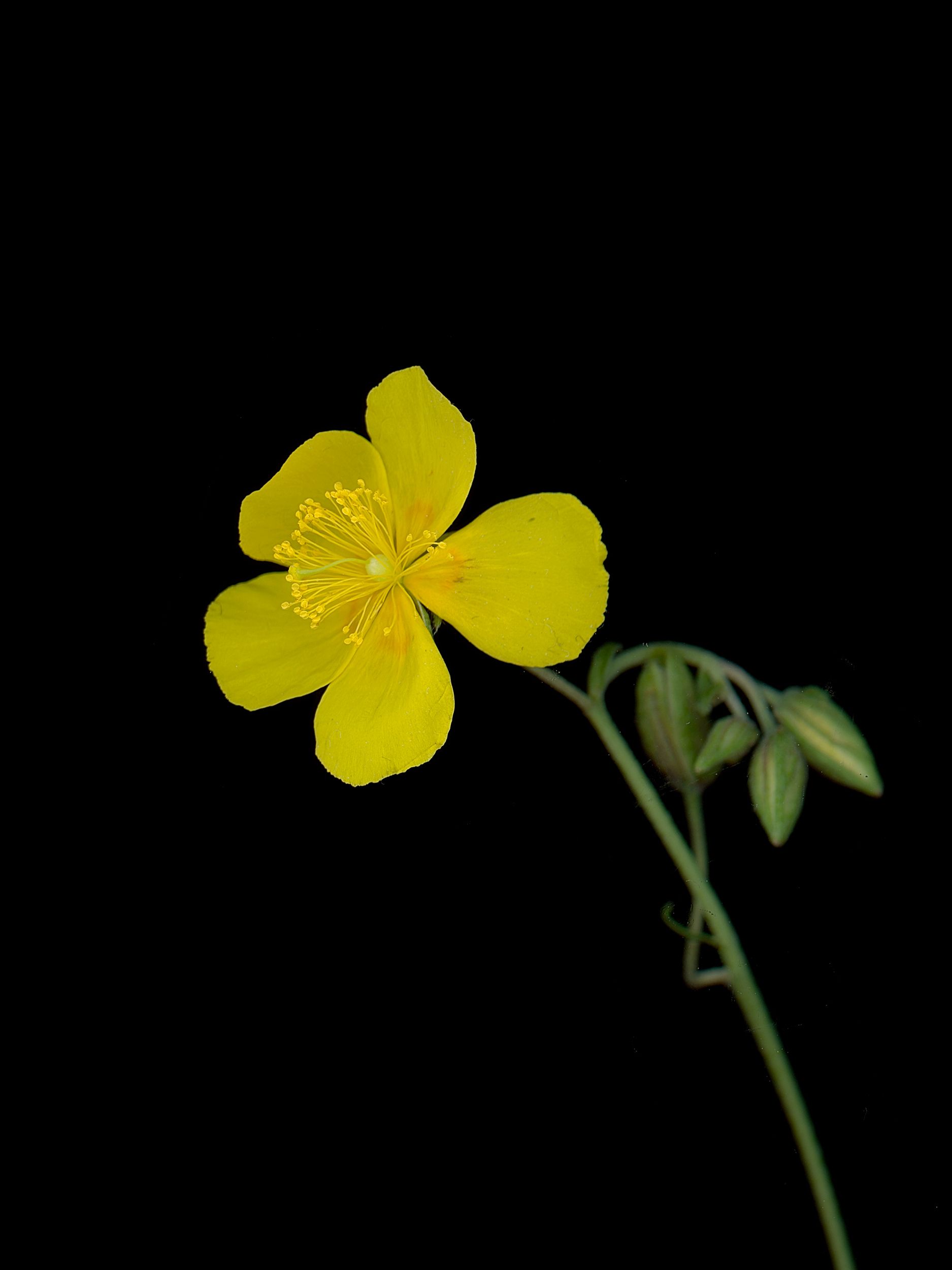 Helianthemum nummularium (Common rock-rose) — HD Scan, Thalkirchen, Germany, 2025
