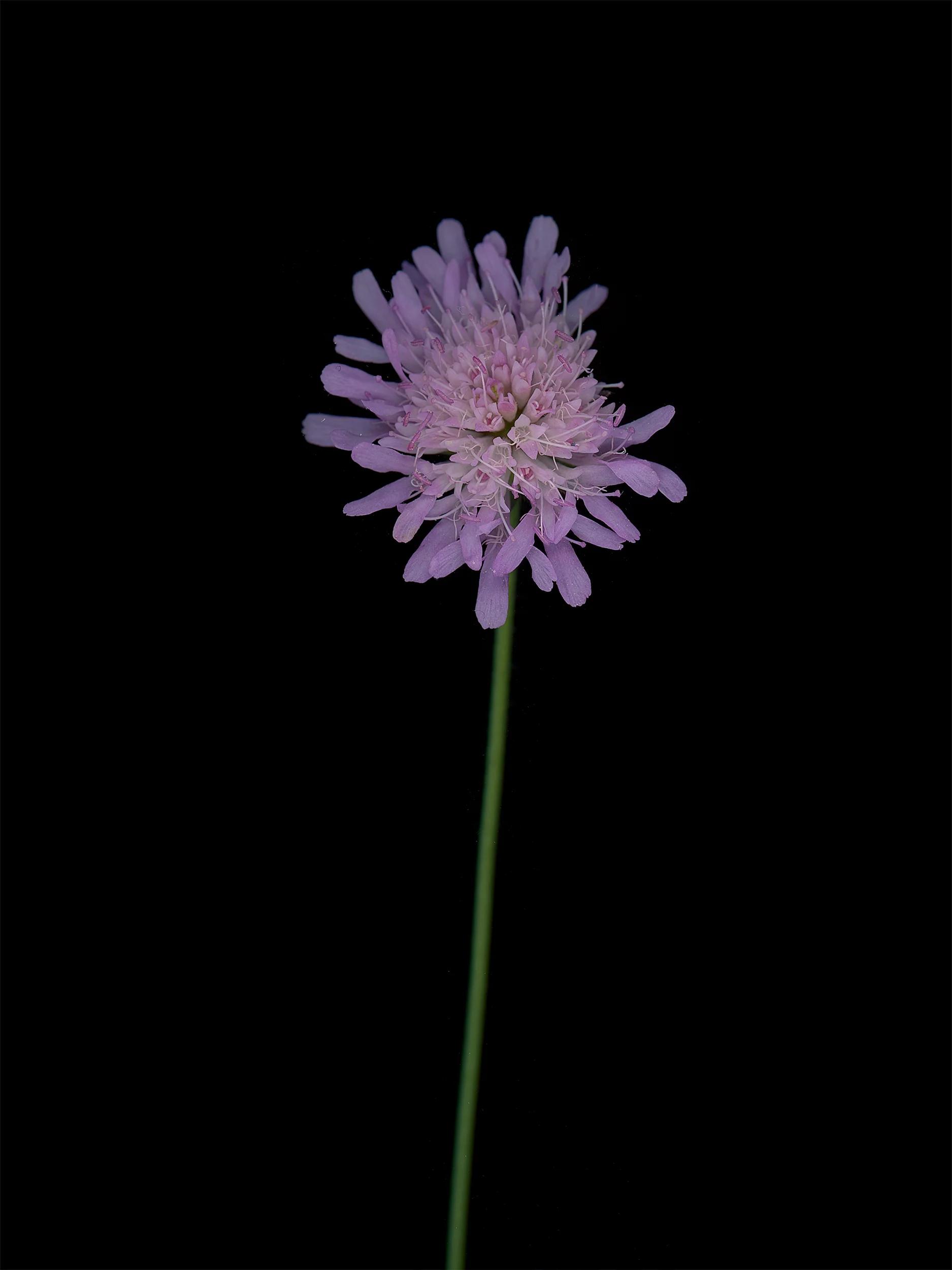Knautia arvensis (Field scabious) — HD Scan, Munich, Germany, 2025