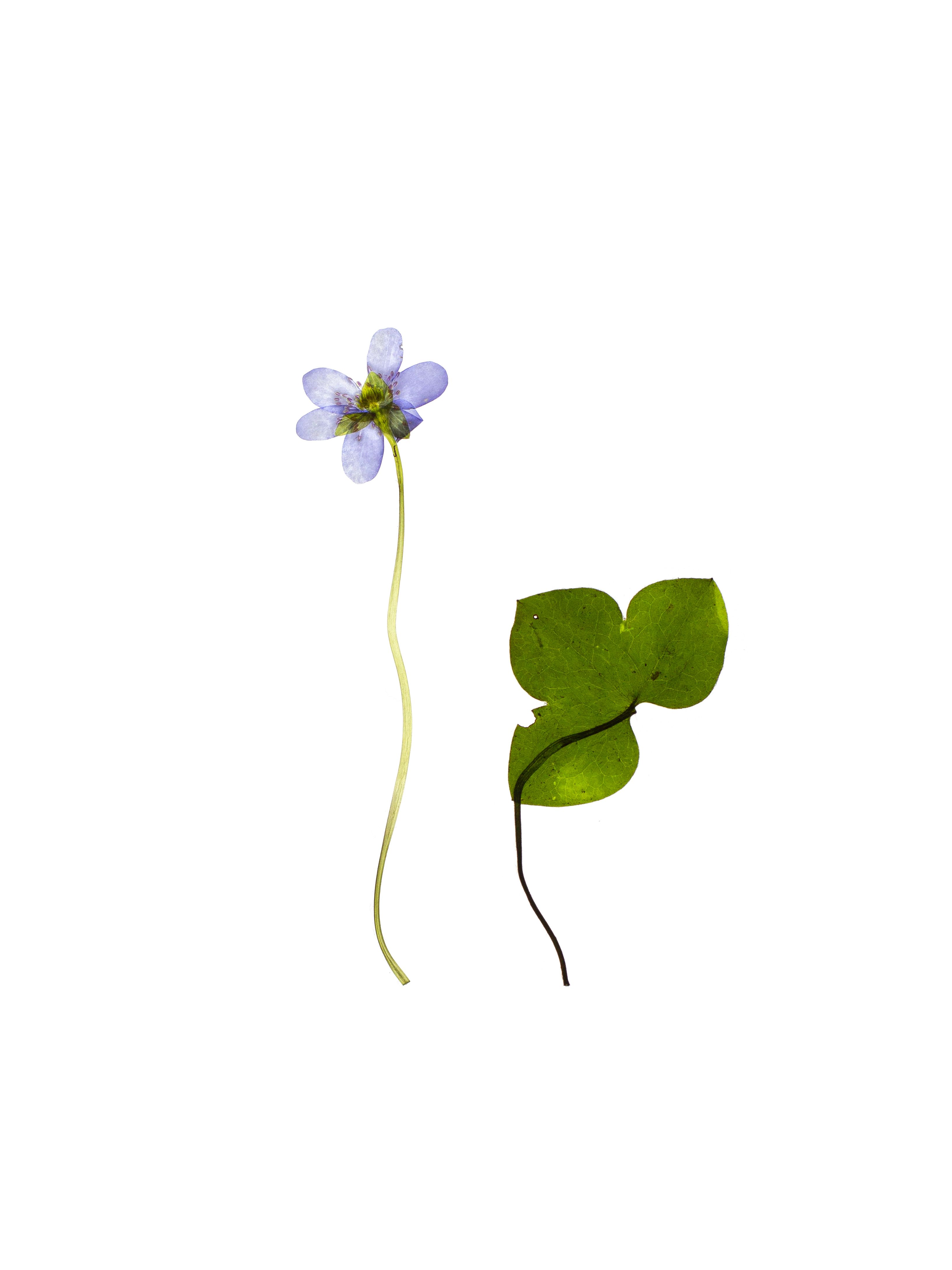 Hepatica nobilis (Liverleaf) — Backlit, Schäftlarn, Germany, 2024