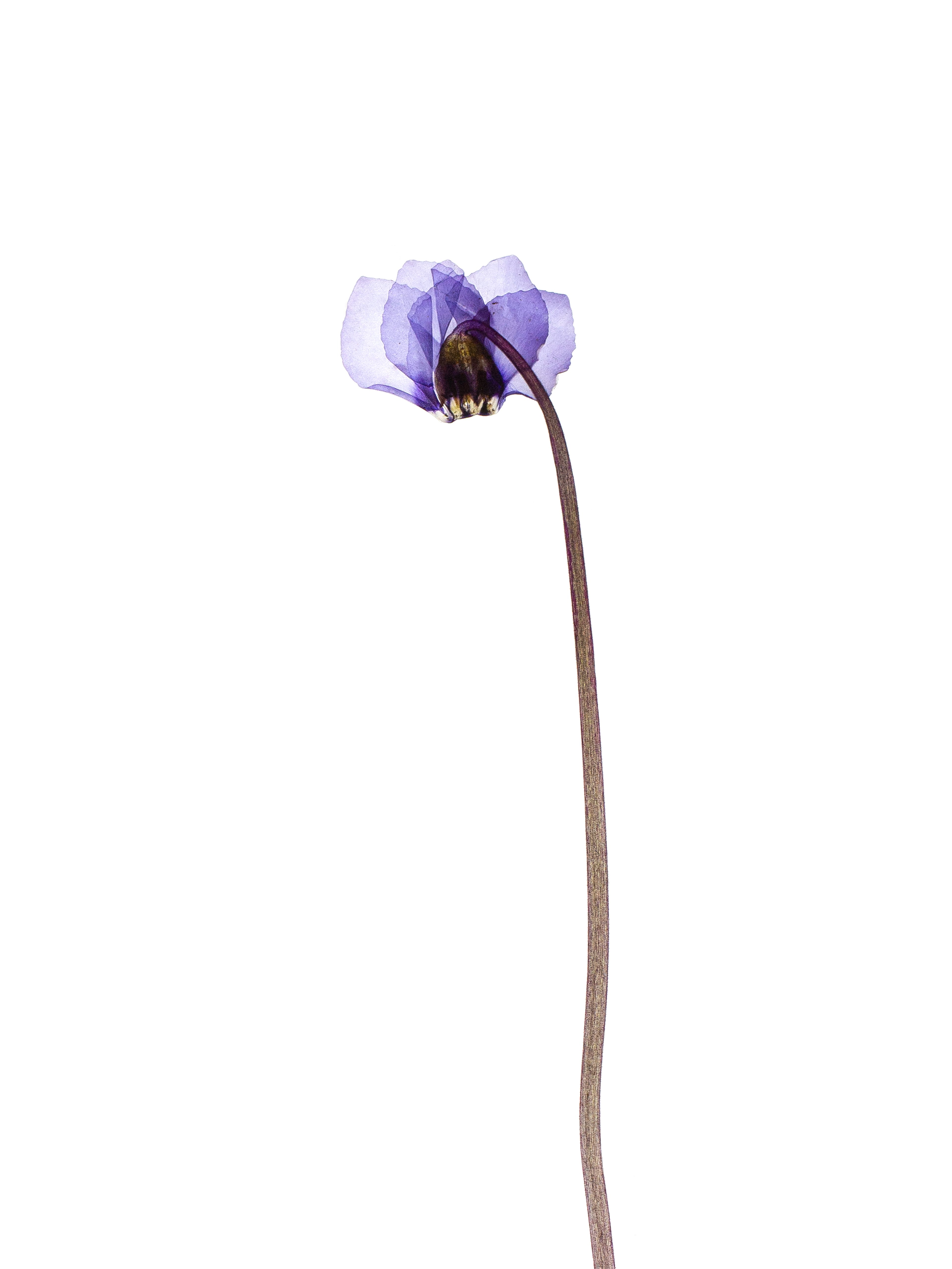 Cyclamen coum (Eastern sowbread) — Backlit, Murnau, Germany, 2024