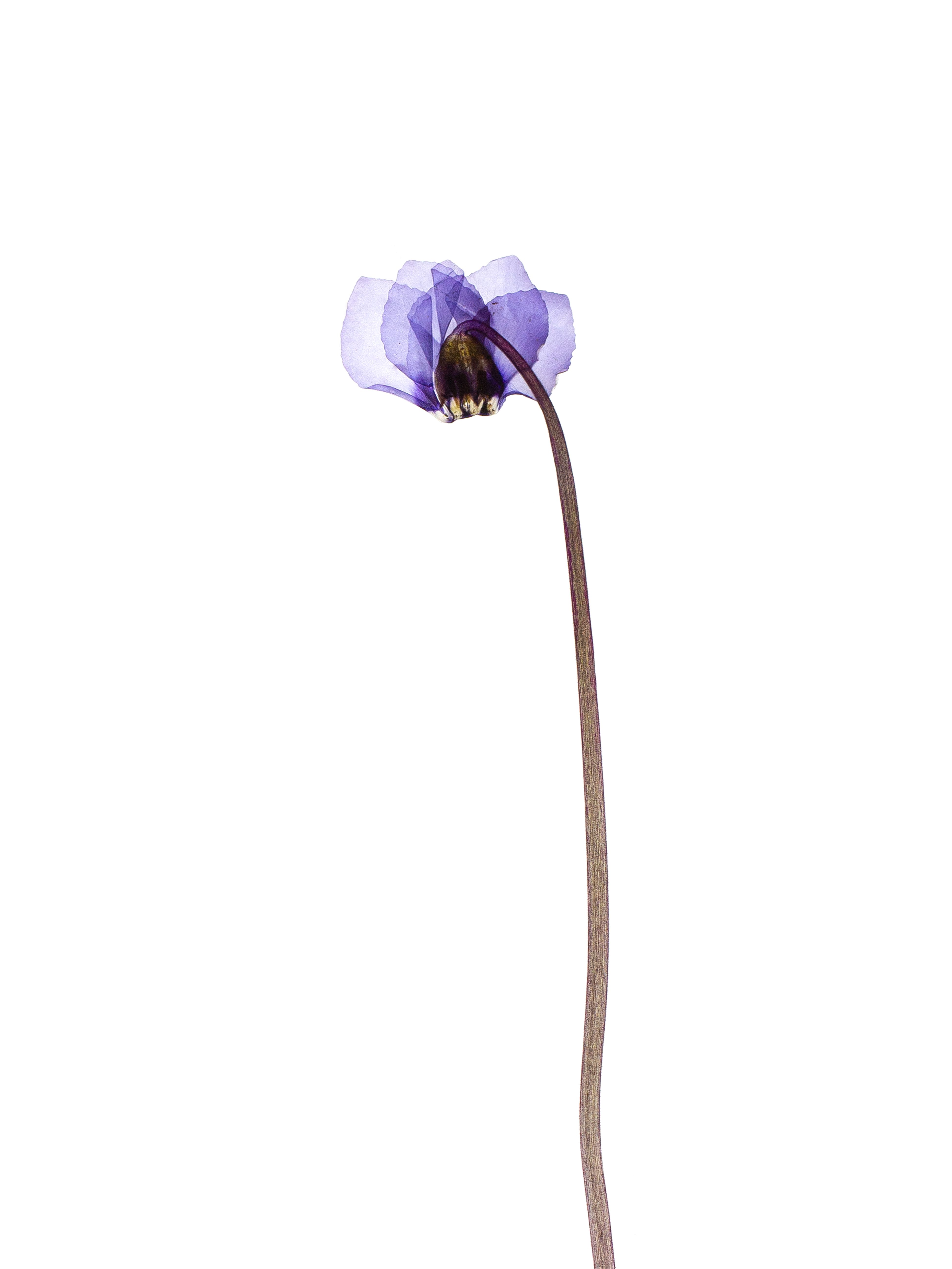 Cyclamen coum (Eastern sowbread) — Murnau, Germany, 2024