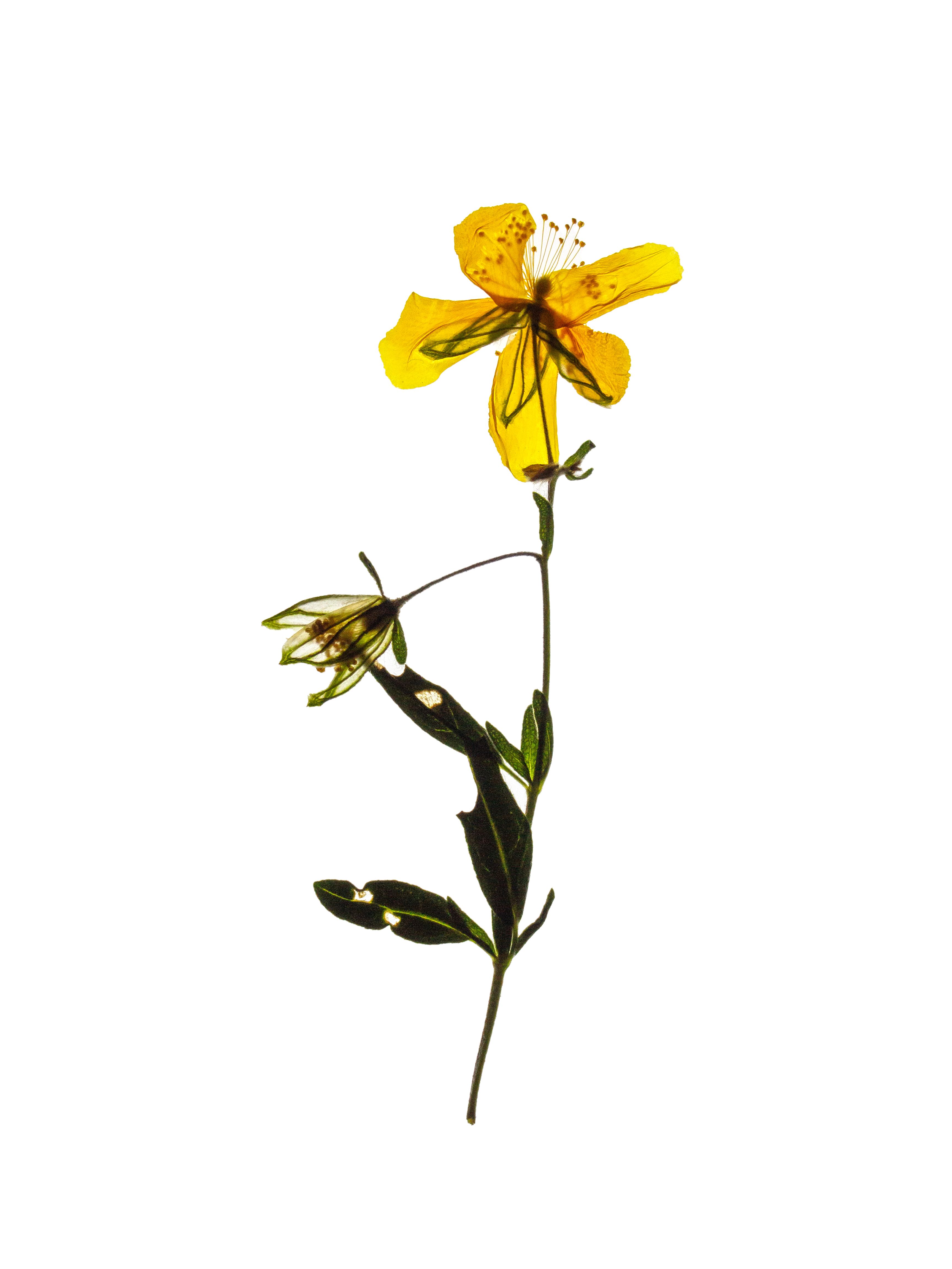 Helianthemum nummularium (Common rock-rose) — Backlit, Ushguli, Georgia, 2019