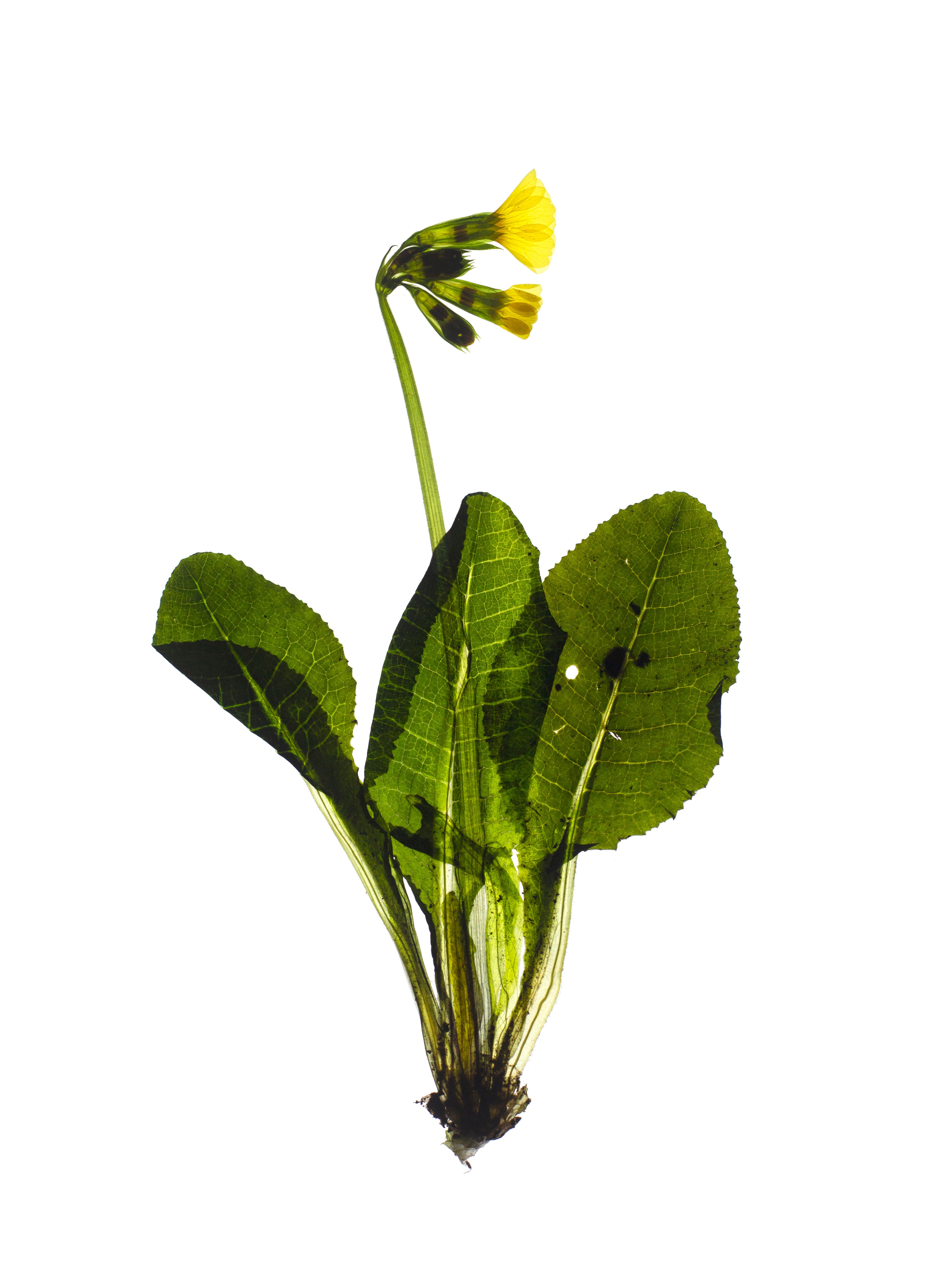 Primula elatior (Oxlip) — Backlit, Pliezhausen, Germany, 2020