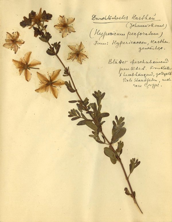 Rosa Luxemburg — Another Kind of Herbarium