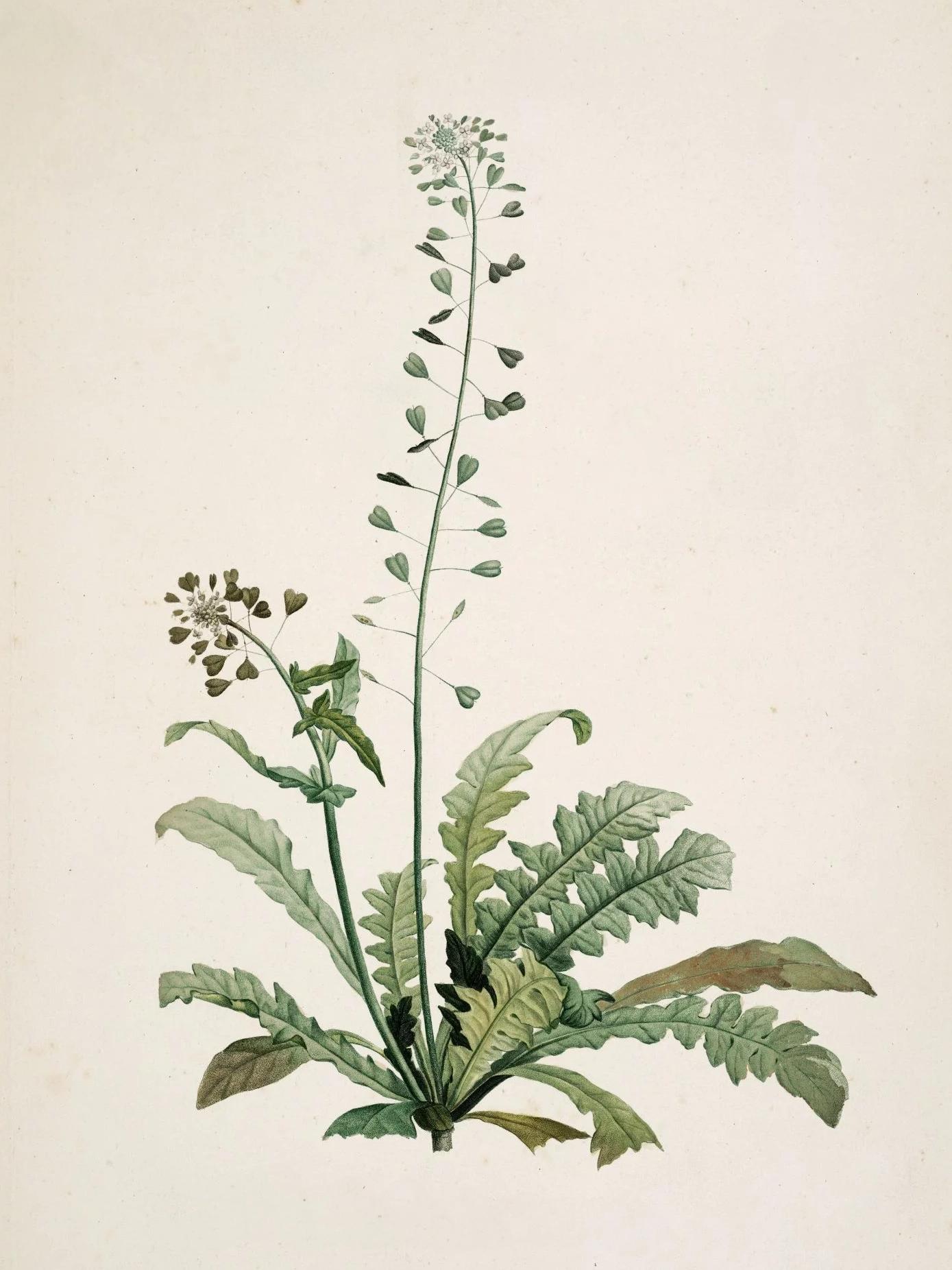 Capsella bursa pastoris (Shepherd’s purse) — Plant Illustration, La Botanique de J.J. Rousseau, 1905