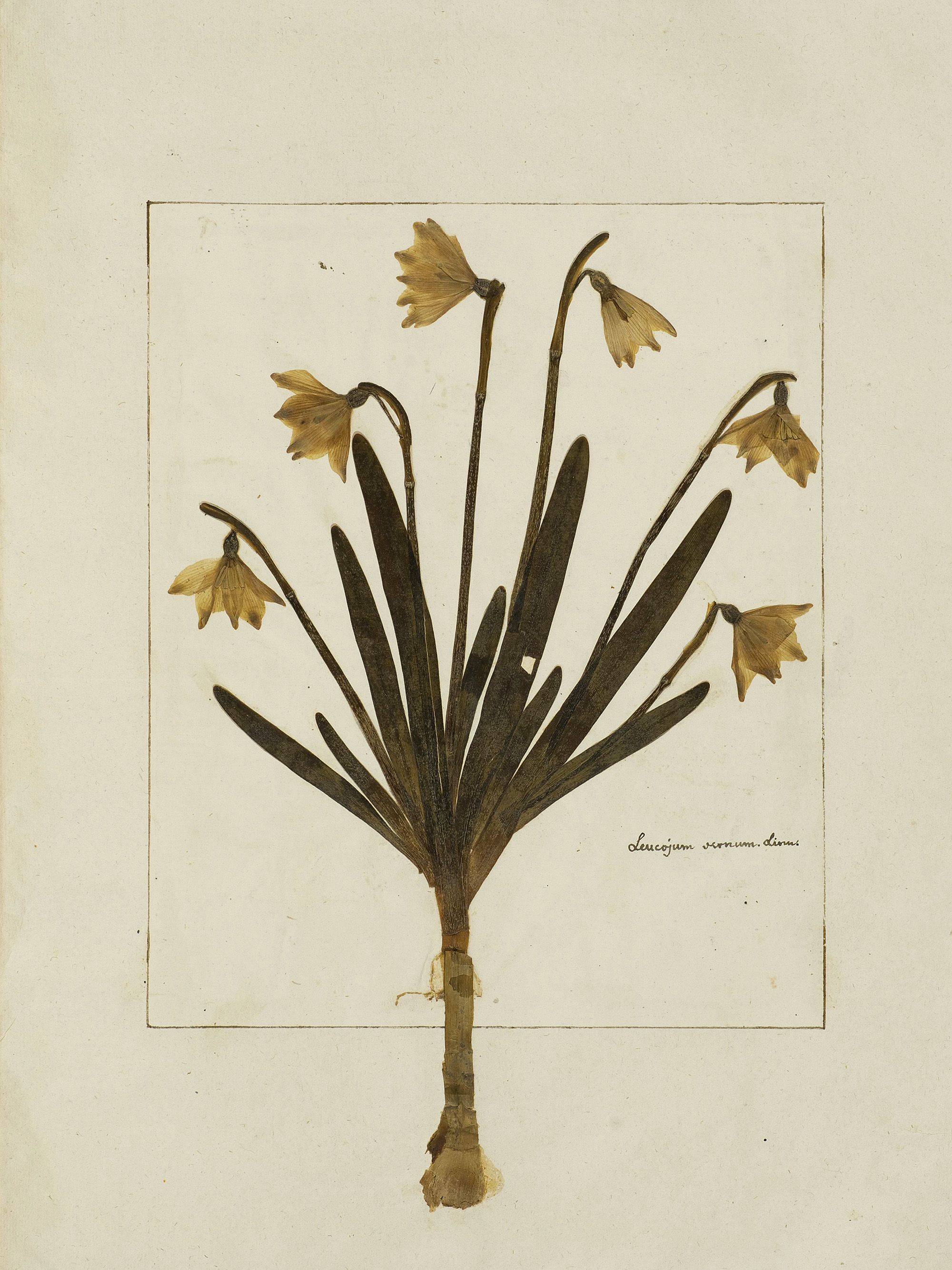 Felix Platter — Origins of the Herbarium