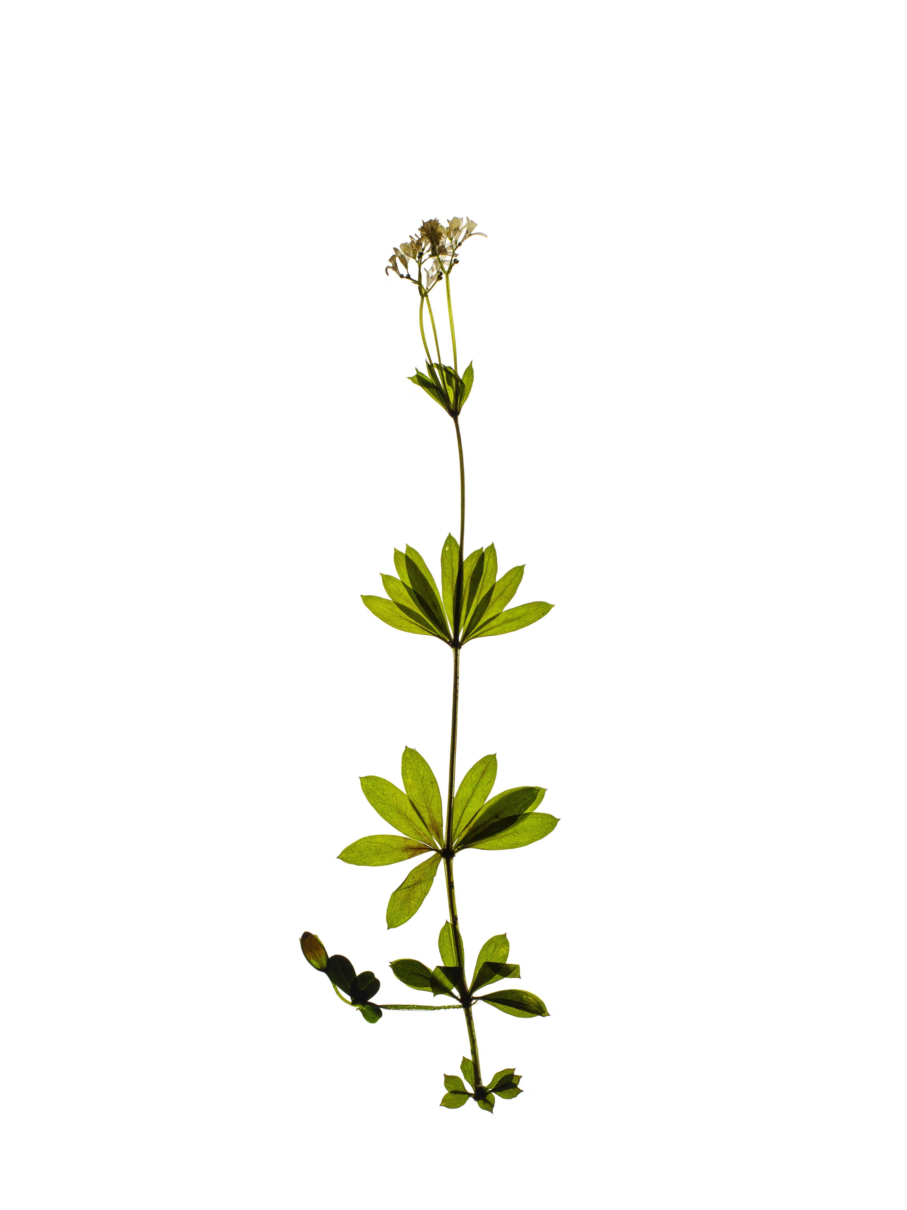 Galium odoratum (Sweet woodruff) — Backlit, Freiburg, Germany, 2021