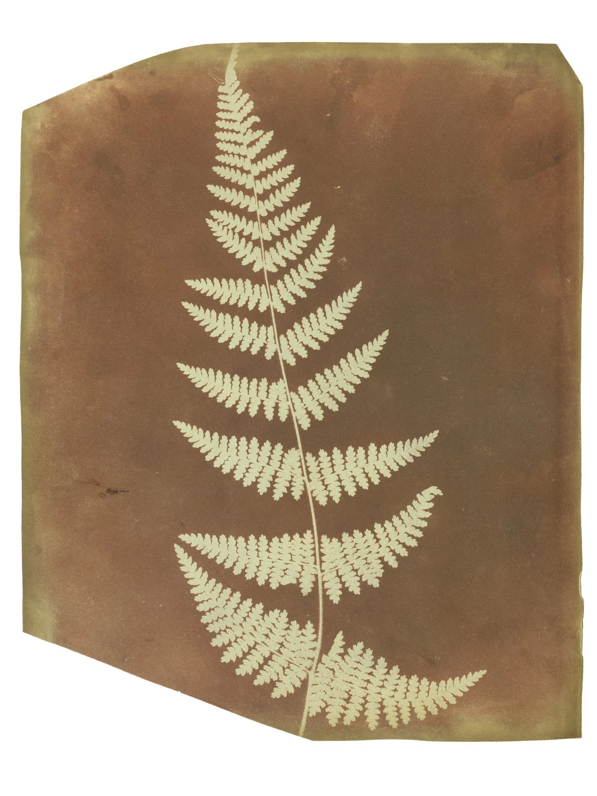 Fox Talbot — The First Reproducible Plant Photographs