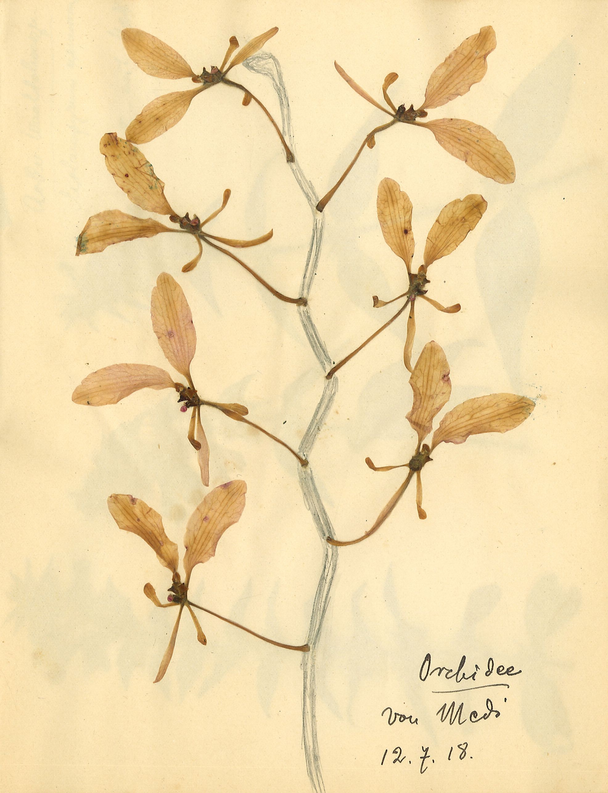 Rosa Luxemburg — Another Kind of Herbarium