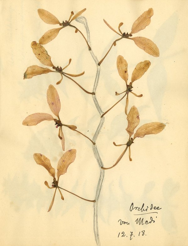Rosa Luxemburg — Another Kind of Herbarium