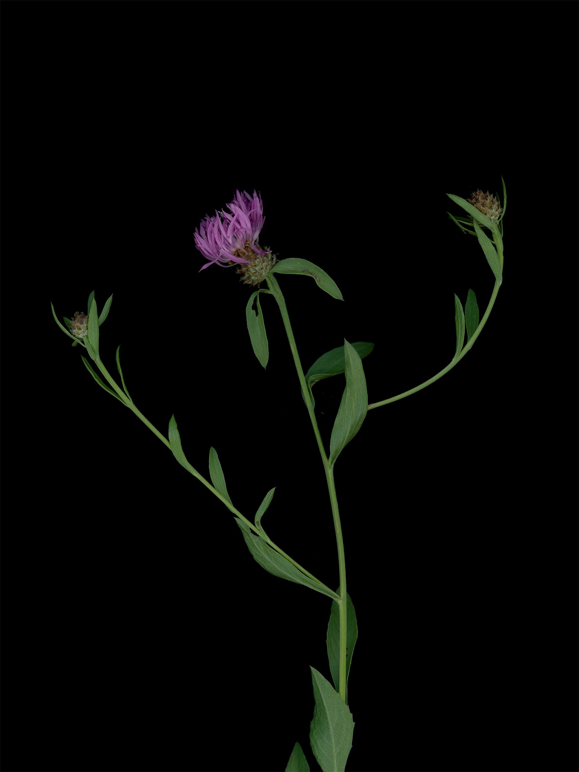 Centaurea jacea (Brown knapweed) — detail, HD Scan, Thalkirchen, Germany, 2025