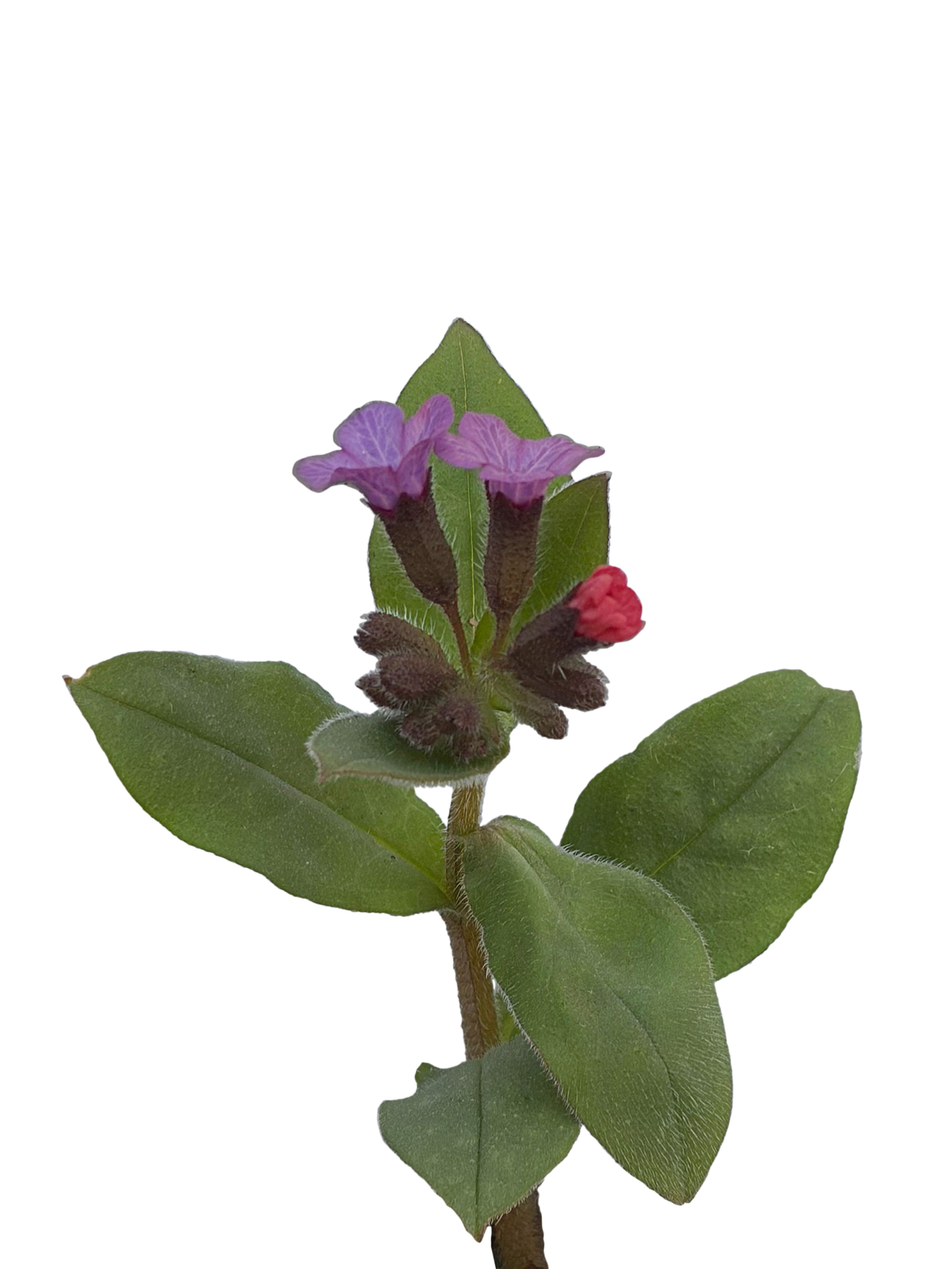 Pulmonaria obscura (Unspotted lungwort) — Photograph, Pfullingen, Germany, 2026