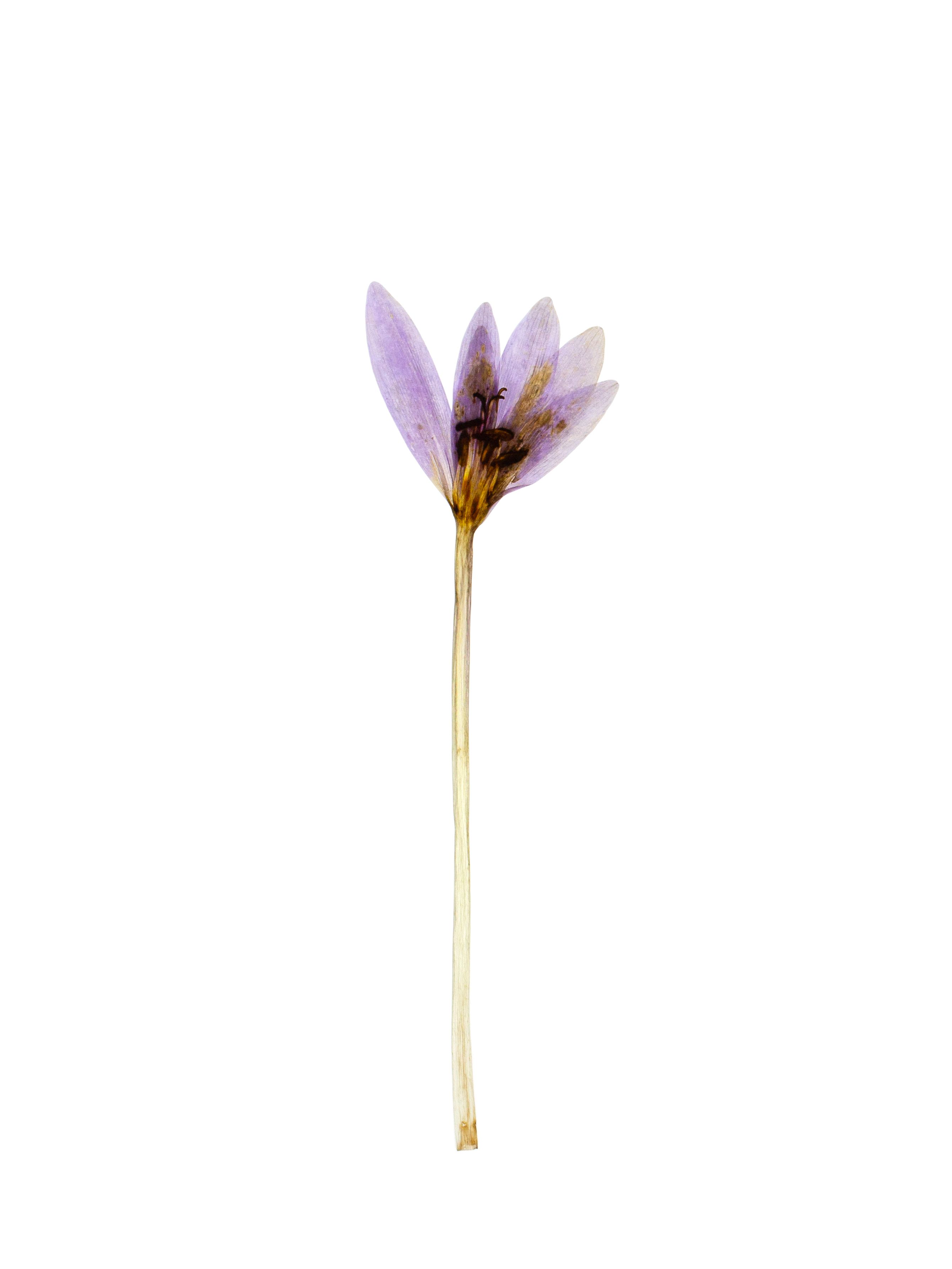 Colchicum autumnale (Autumn crocus) — Pliezhausen, Germany, 2019