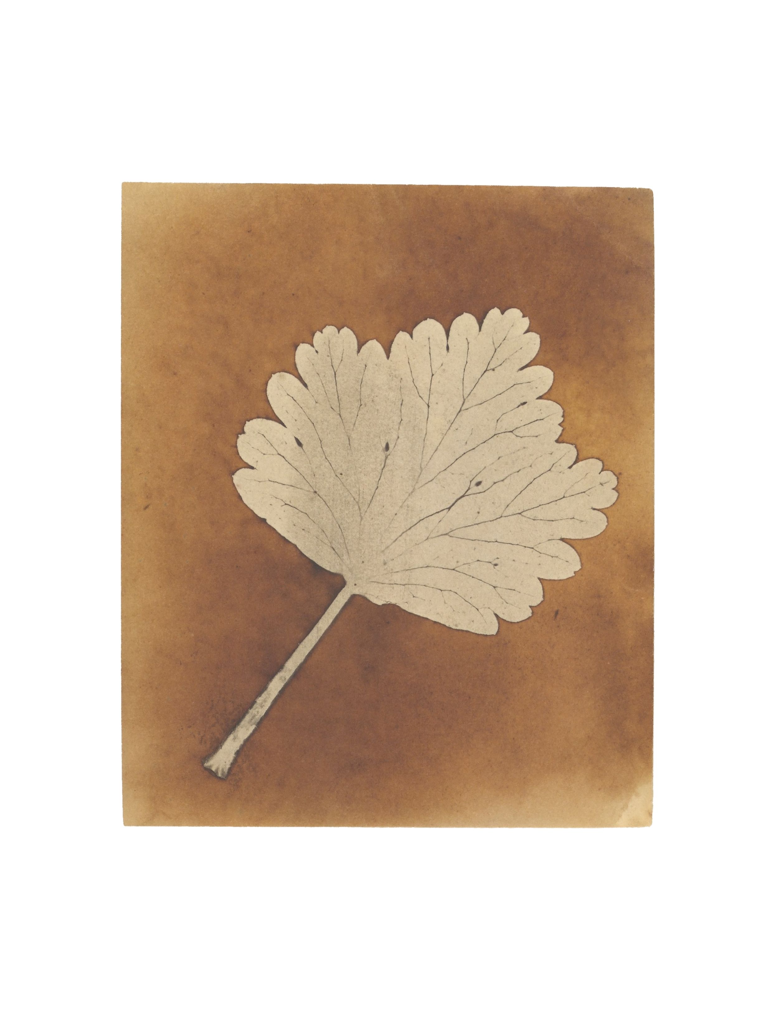 Fox Talbot — The First Reproducible Plant Photographs 