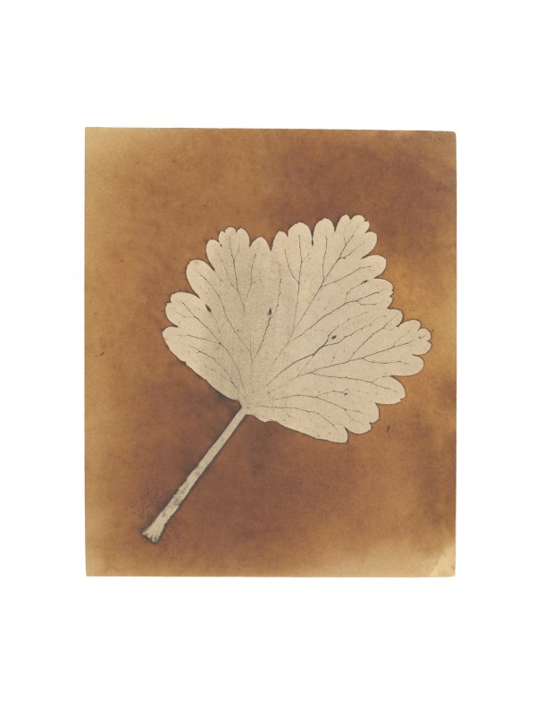 Fox Talbot — The First Reproducible Plant Photographs