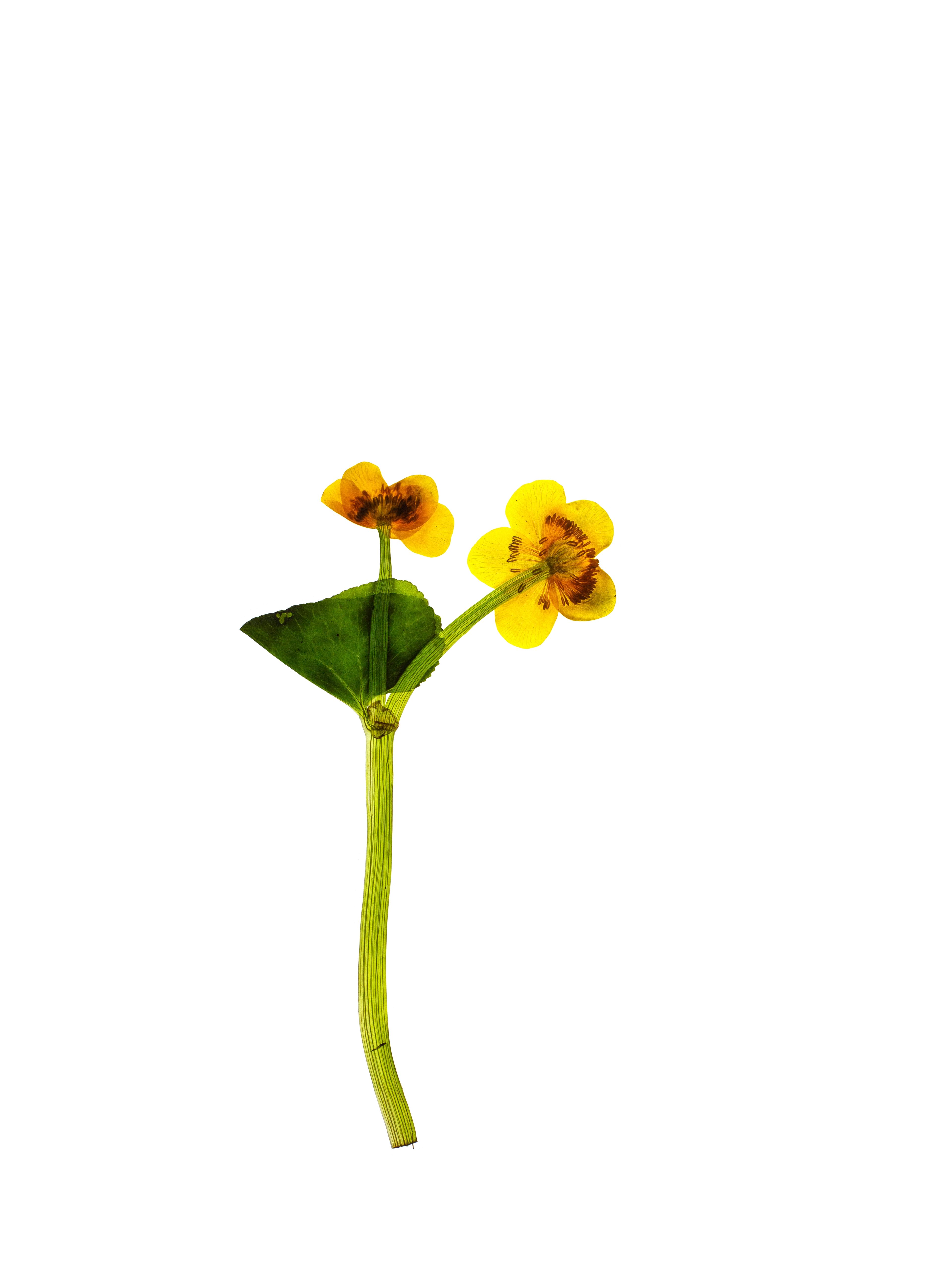 Caltha palustris (Marsh marigold) — Backlit, Schwäbisch Hall, Germany, 2021