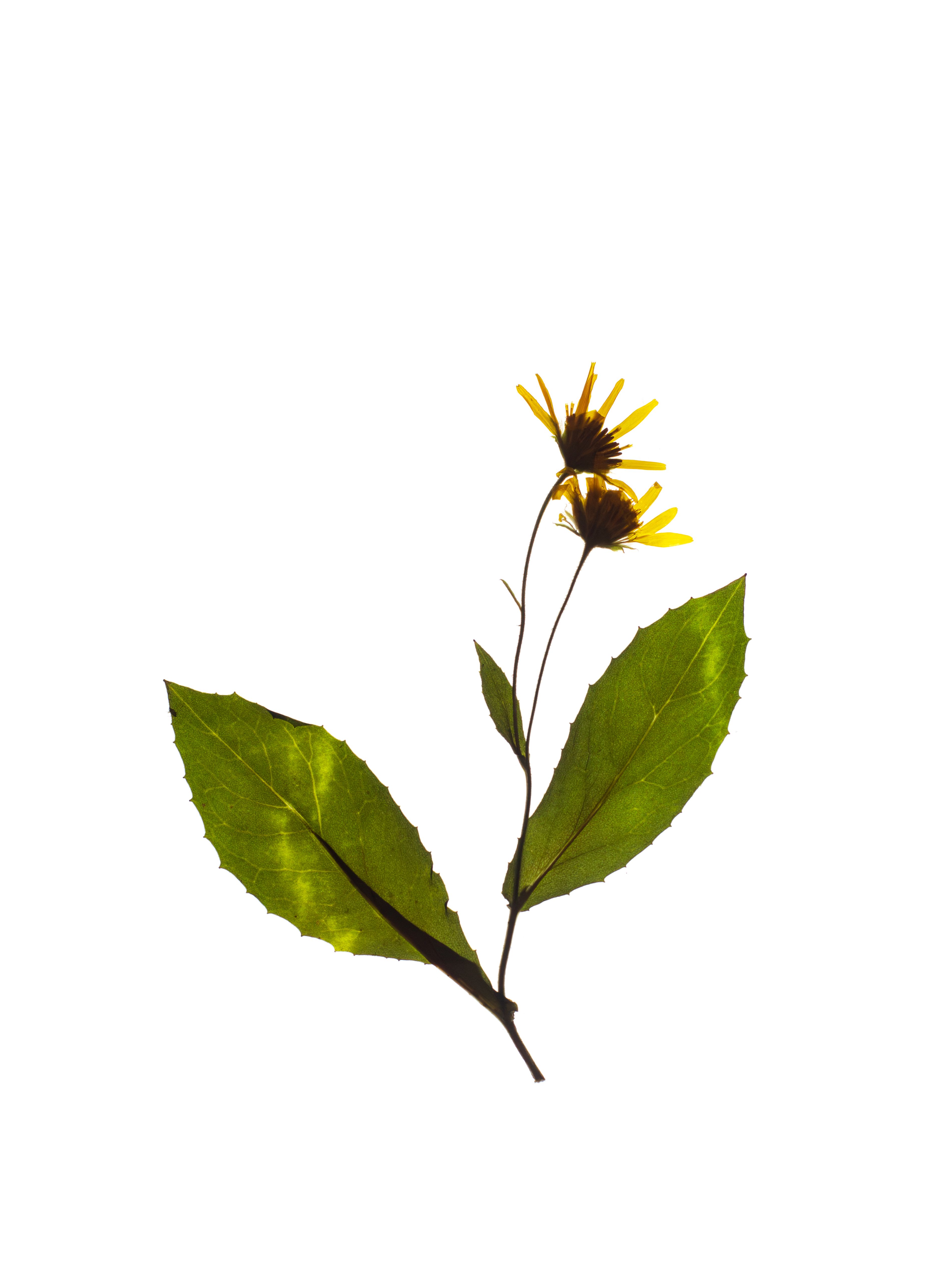 Doronicum corsicum (Corsican leopard’s-bane) — Backlit, Corsica, France, 2023