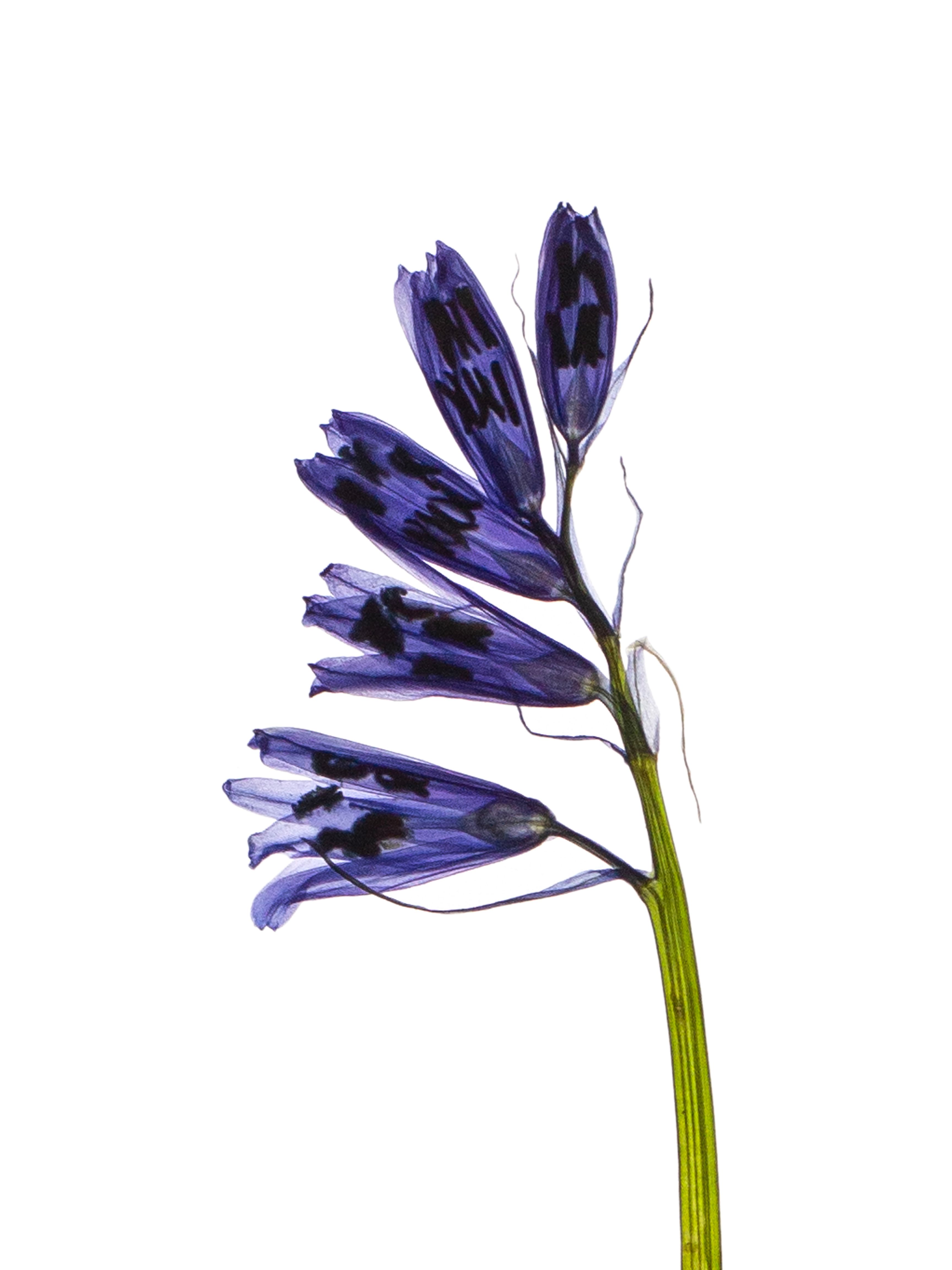 Hyacinthoides non-scripta (English bluebell) — Cercedilla, Spain, 2023