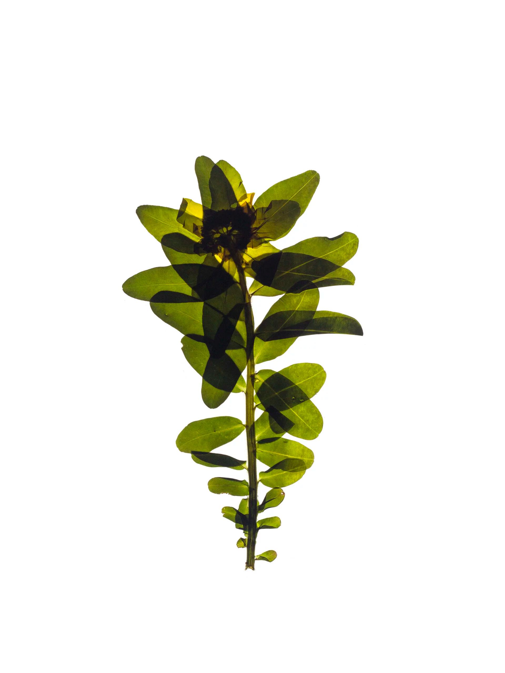 HA-0107
