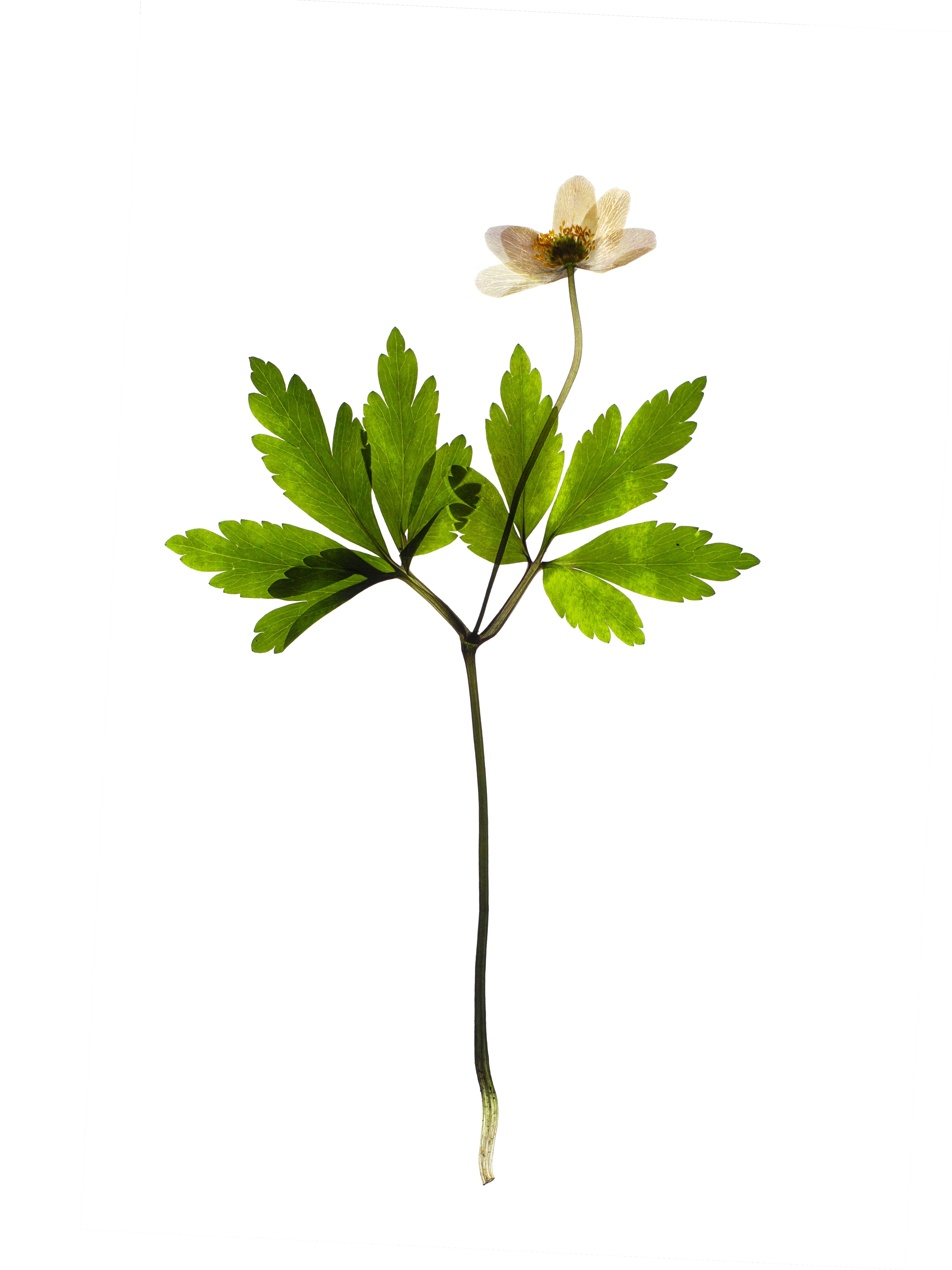 Anemone quinquefolia (Windflower) — Backlit, Pliezhausen, Germany, 2020