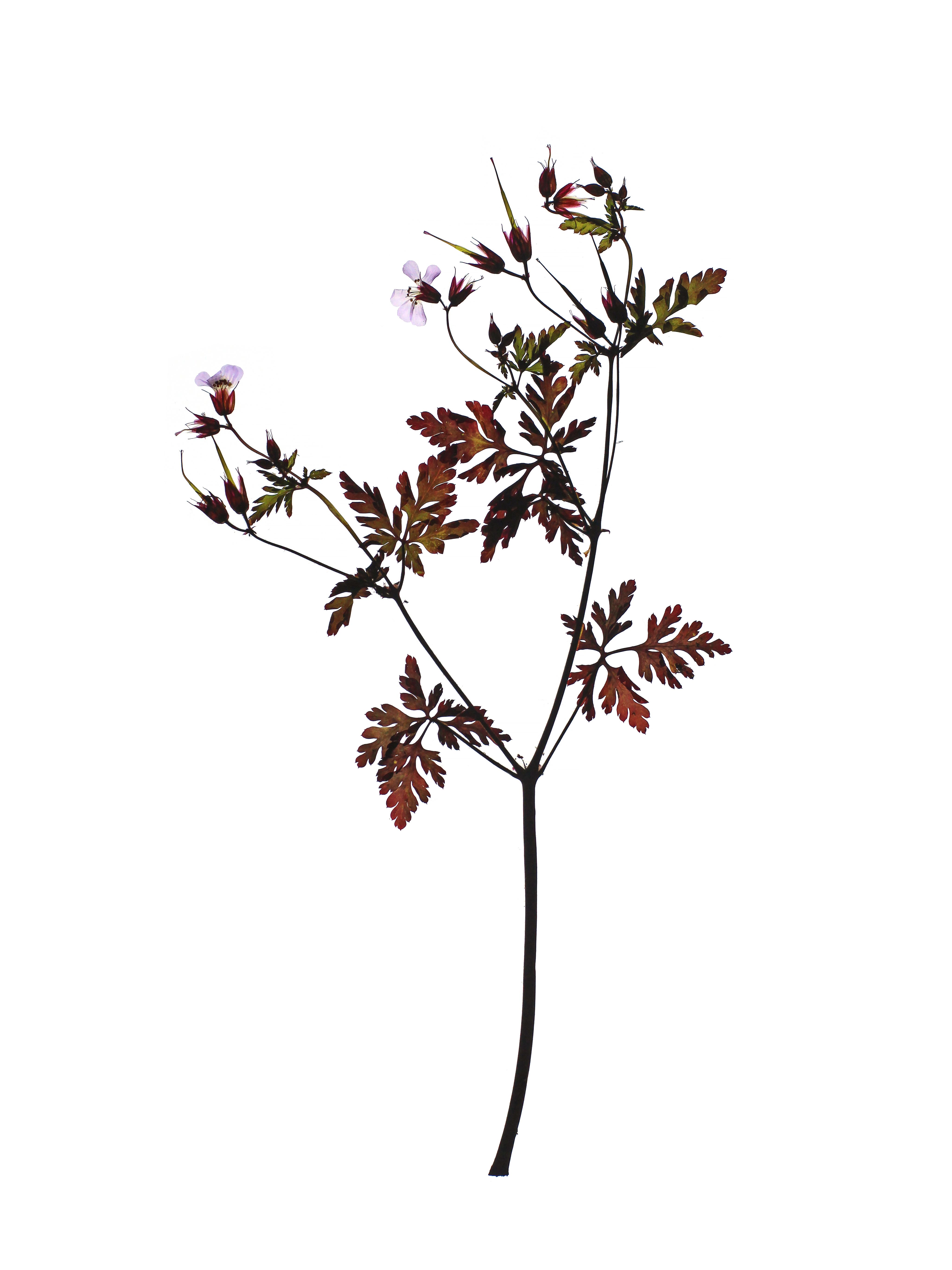 Geranium robertianum (Herb-robert) — Stuttgart, Germany, 2021