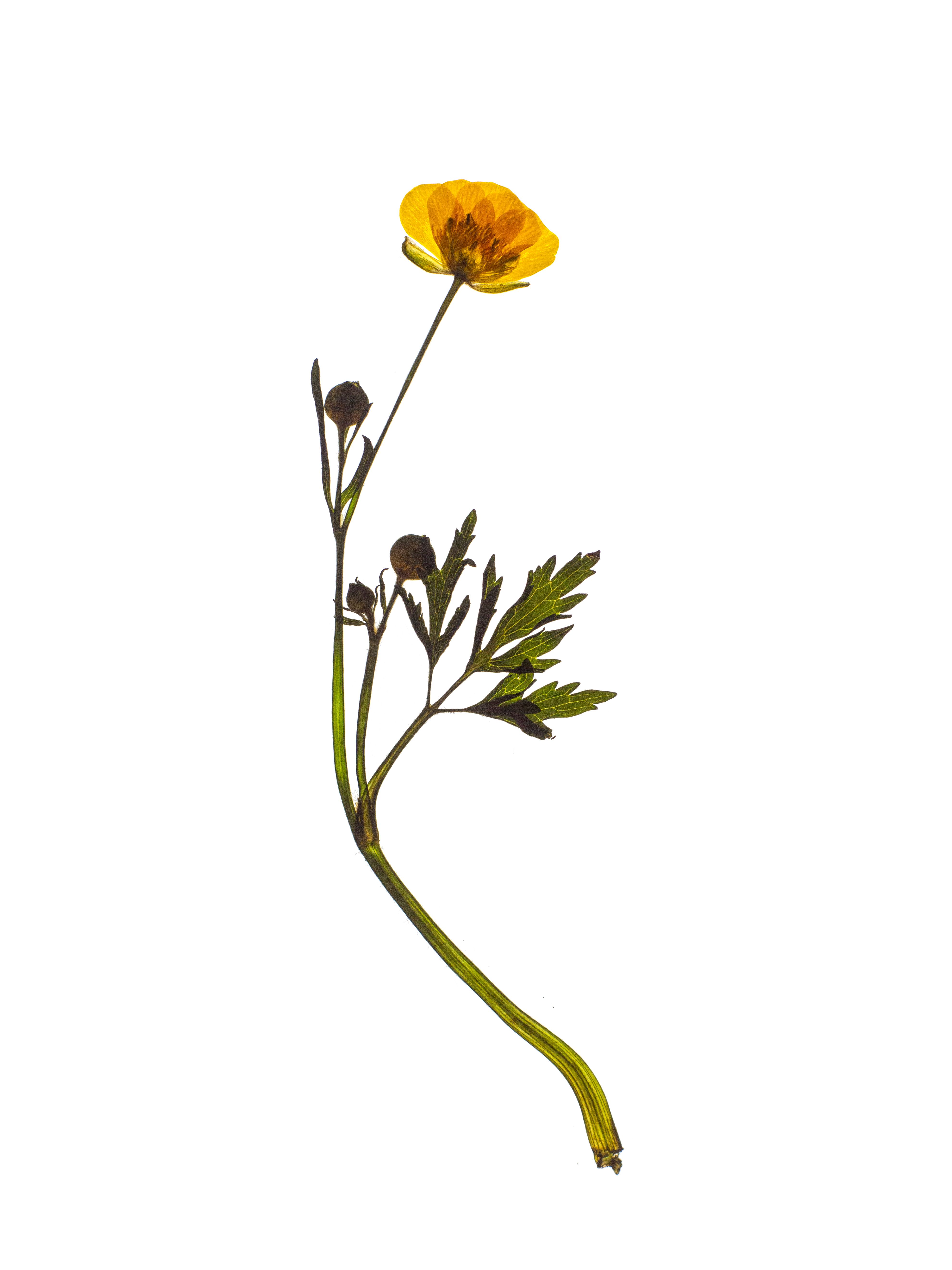 Ranunculus arvensis (Corn buttercup) — Backlit, Munich, Germany, 2024