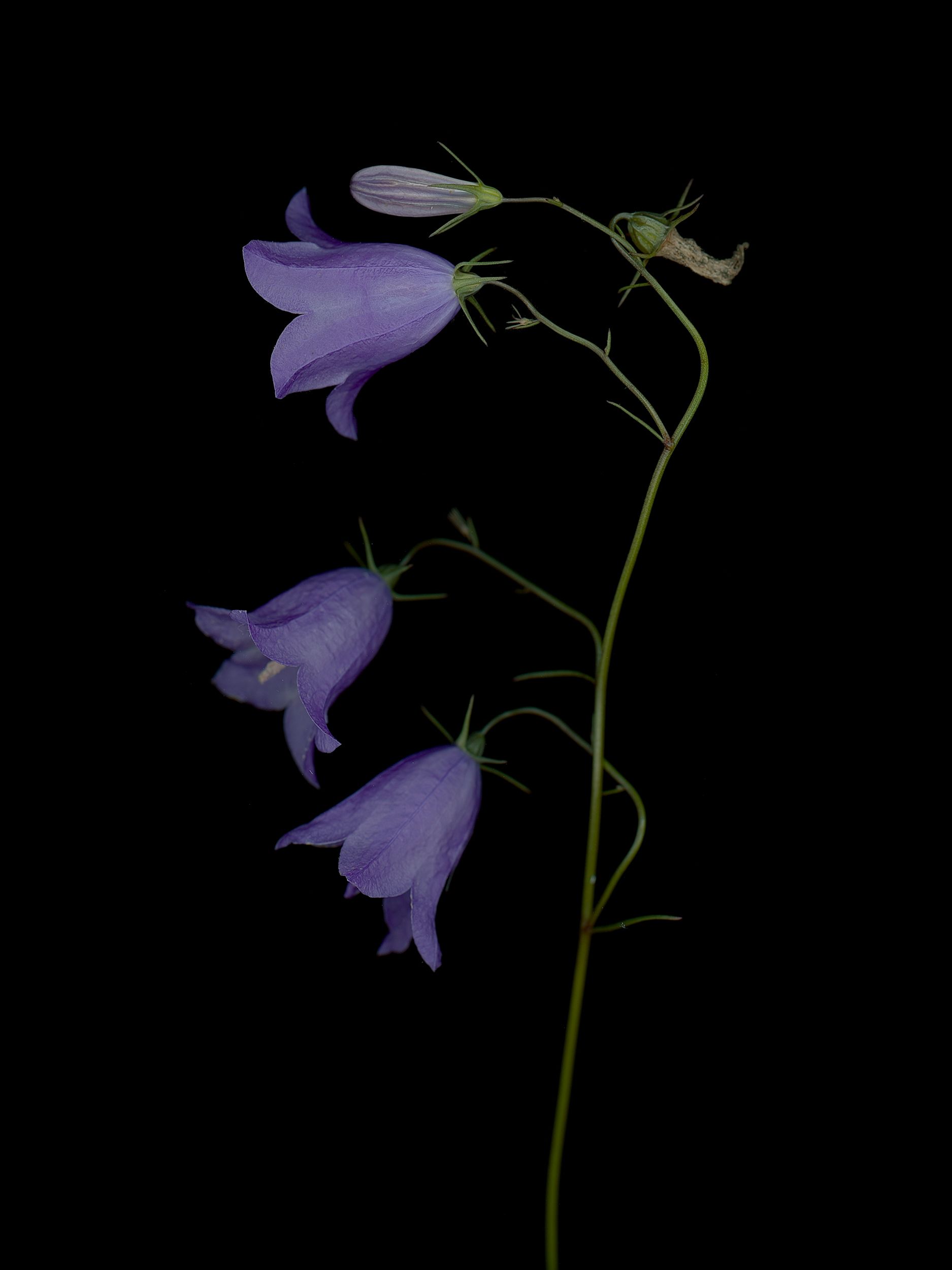 Campanula rotundifolia (Harebell) — detail, HD Scan, Munich, Germany, 2025