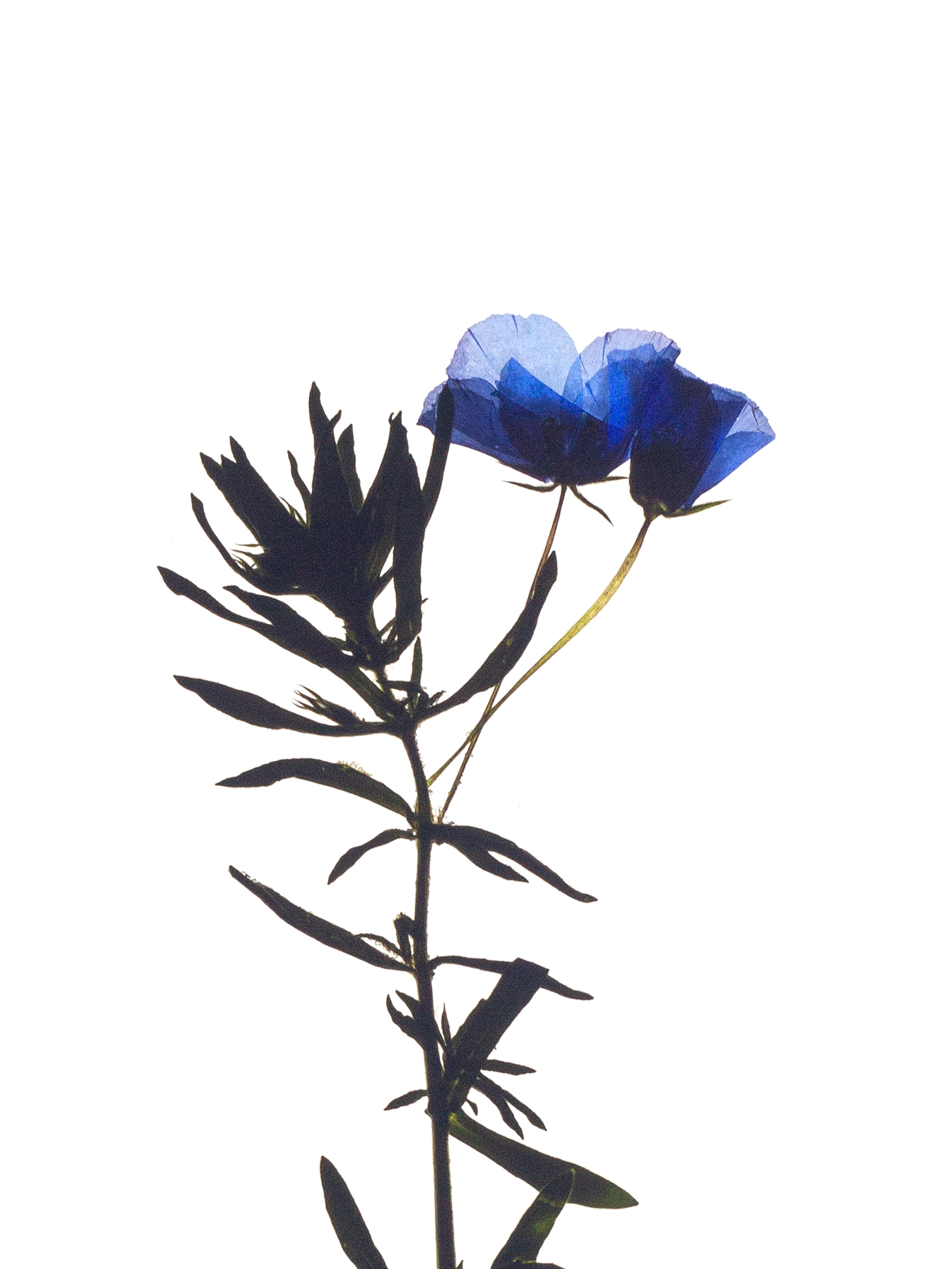 Linum perenne (Perennial flax) — Backlit, Stuttgart, Germany, 2022