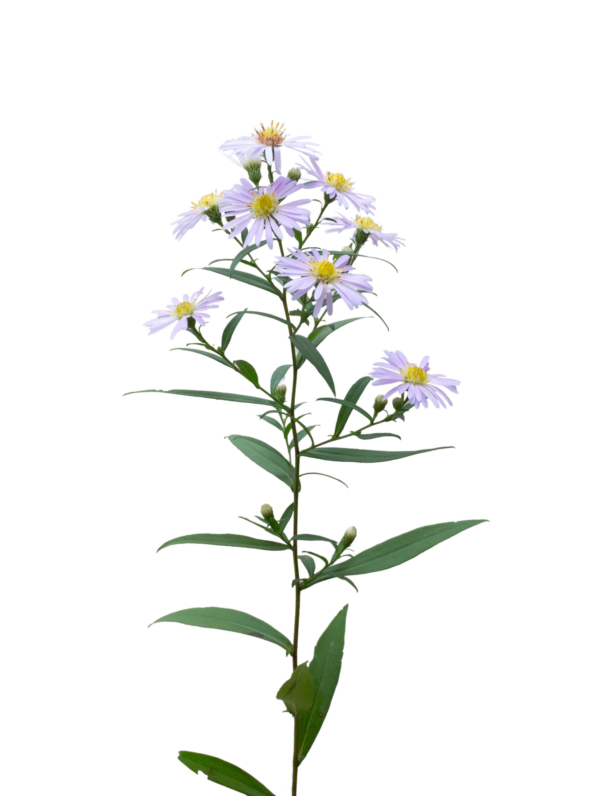 Symphyotrichum novi-belgii (New york aster) — Photograph, Thalkirchen, Germany, 2025