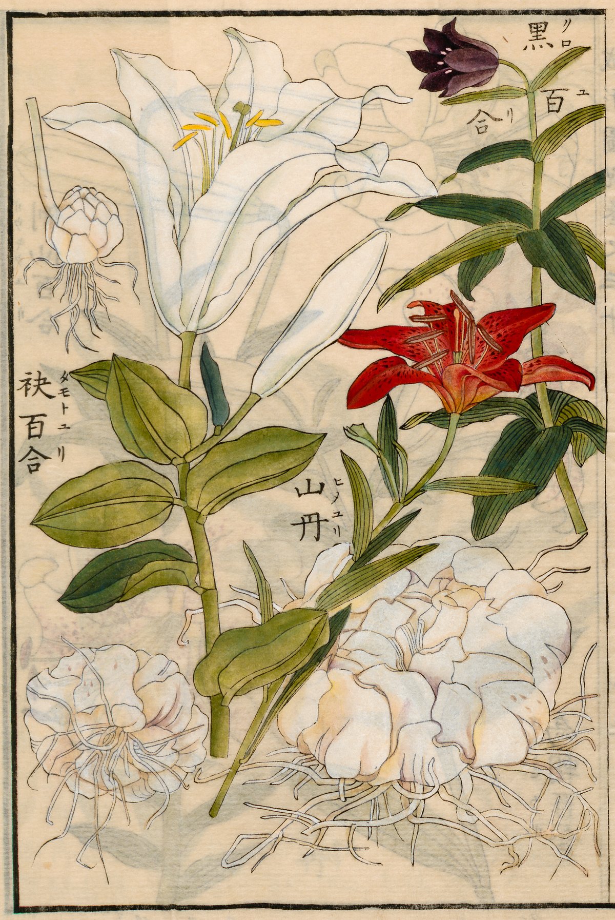 Plant Illustration
