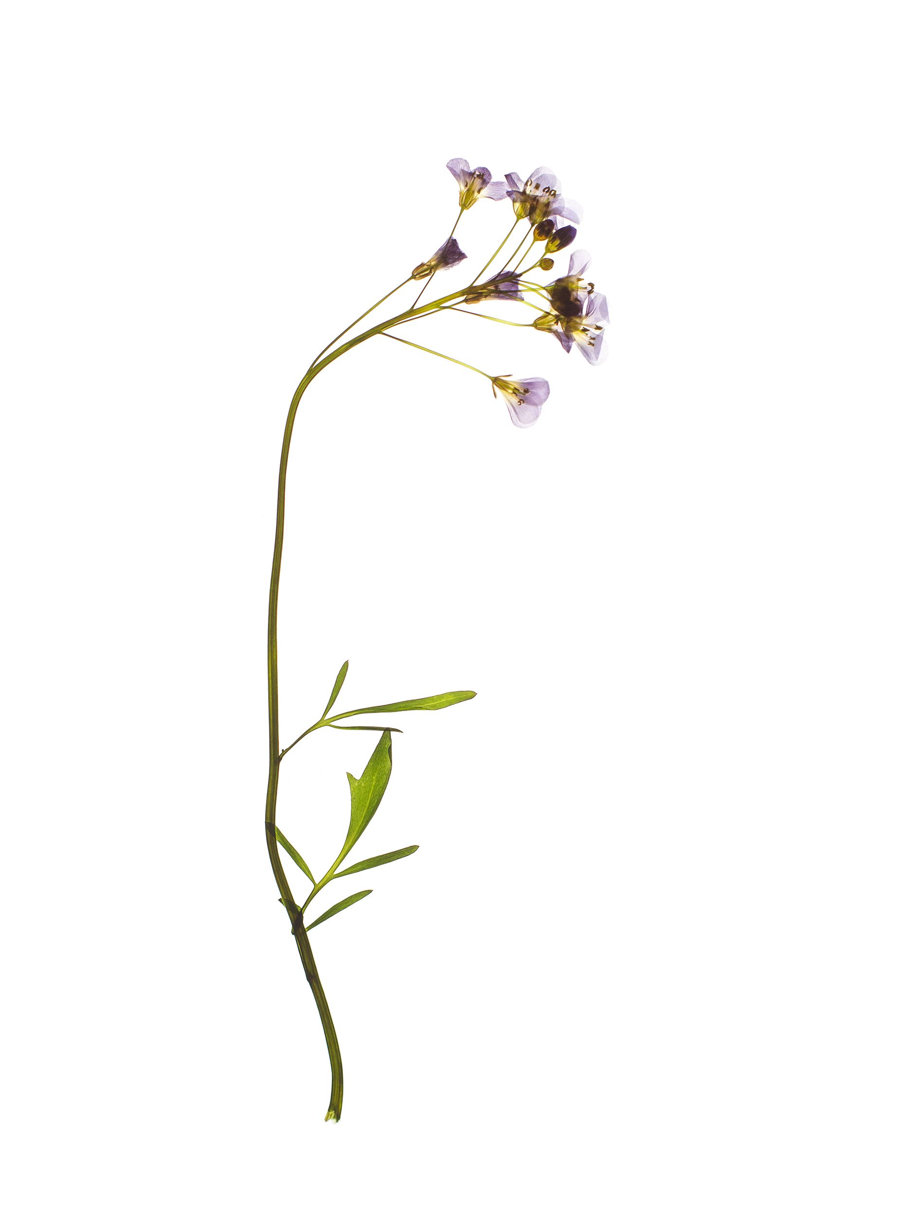 Cardamine pratensis (Cuckooflower) — Backlit, Pliezhausen, Germany, 2020