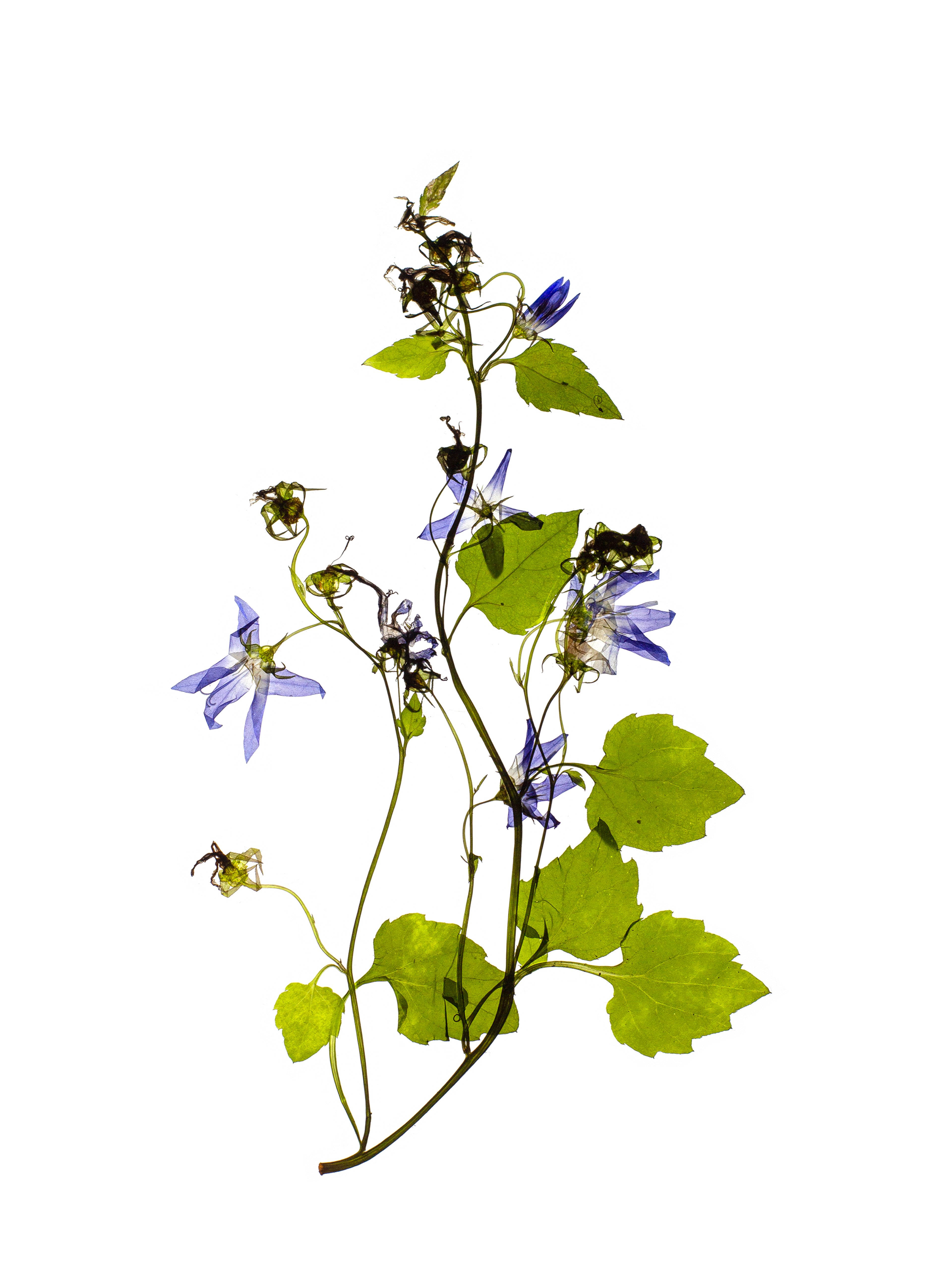 Campanula poscharskyana (Serbian bellflower) — Backlit, Stuttgart, Germany, 2022