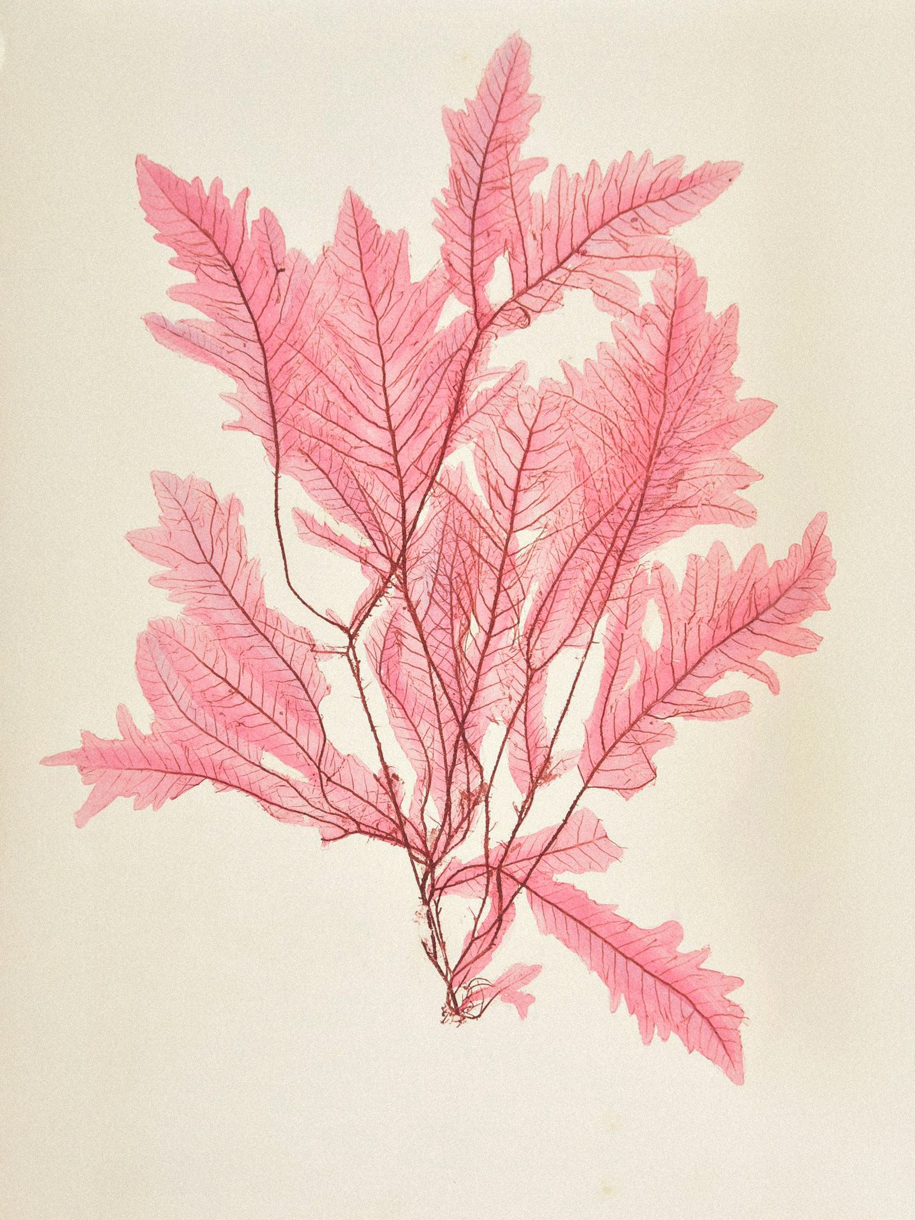 Henry Bradbury — Pioneer of Botanical Nature Printing