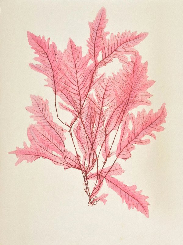 Henry Bradbury — Pioneer of Botanical Nature Printing