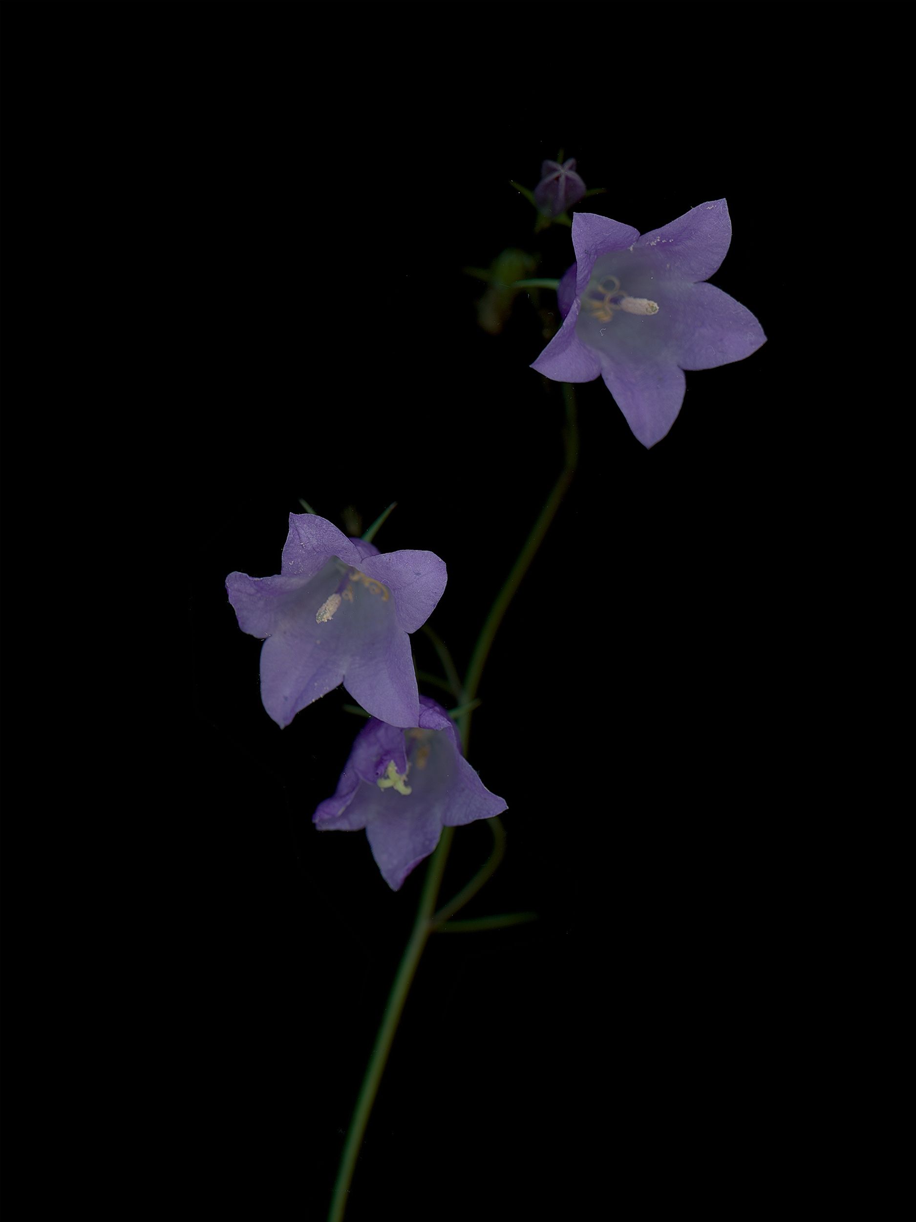 Campanula rotundifolia (Harebell) — HD Scan, Munich, Germany, 2025 (HA-0198, plate II)