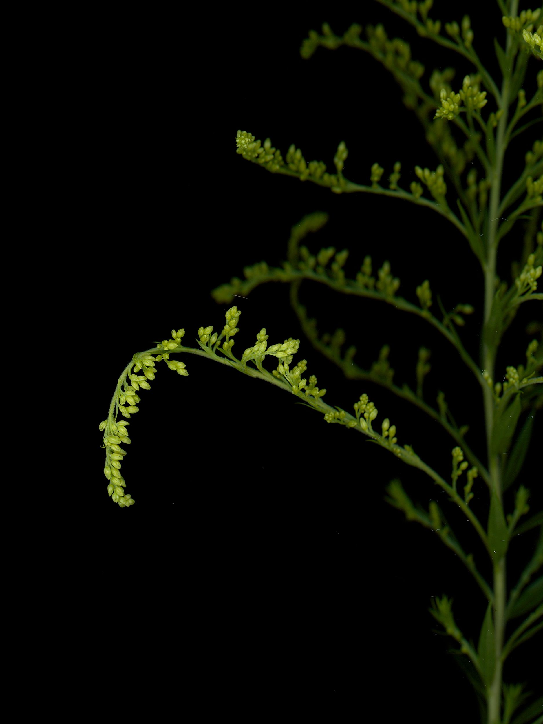 Solidago altissima (Late goldenrod) — detail, HD Scan, Thalkirchen, Germany, 2025