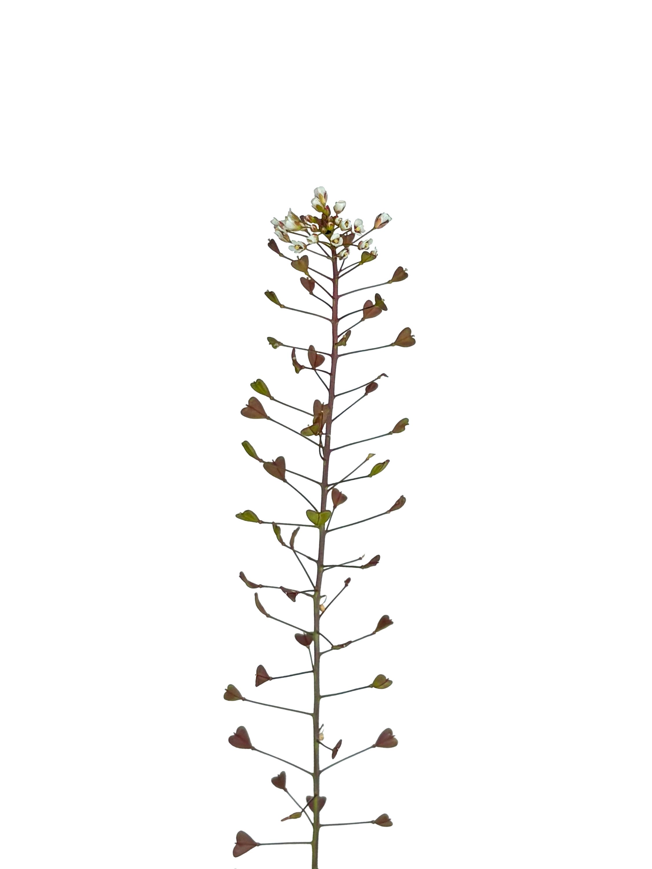Capsella bursa pastoris (Shepherd’s purse) — Photograph, Belluno, Italy, 2026