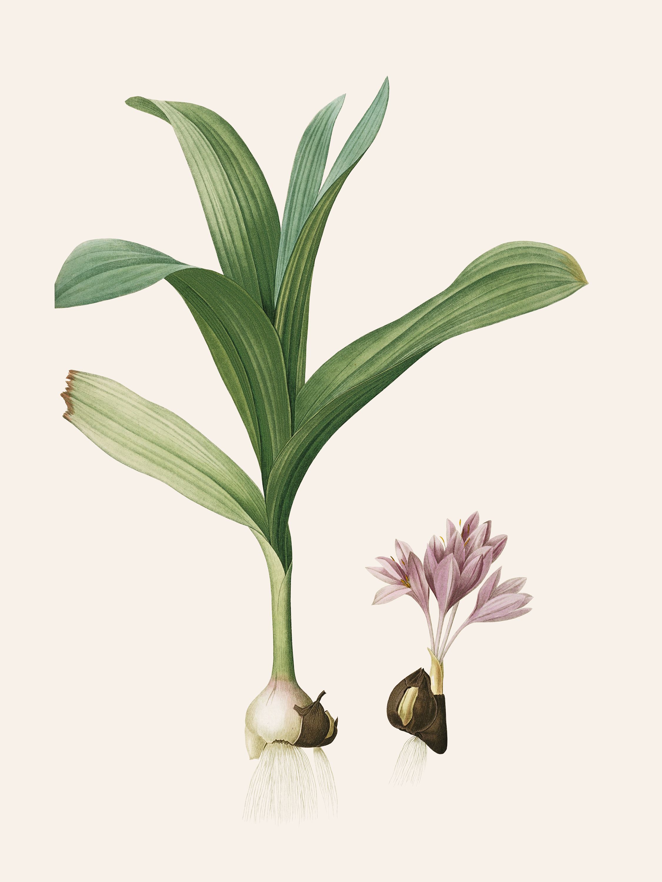 Colchicum autumnale (Autumn crocus) — Plant Illustration, Les Liliacées, Vol. 4/ Pl. 468