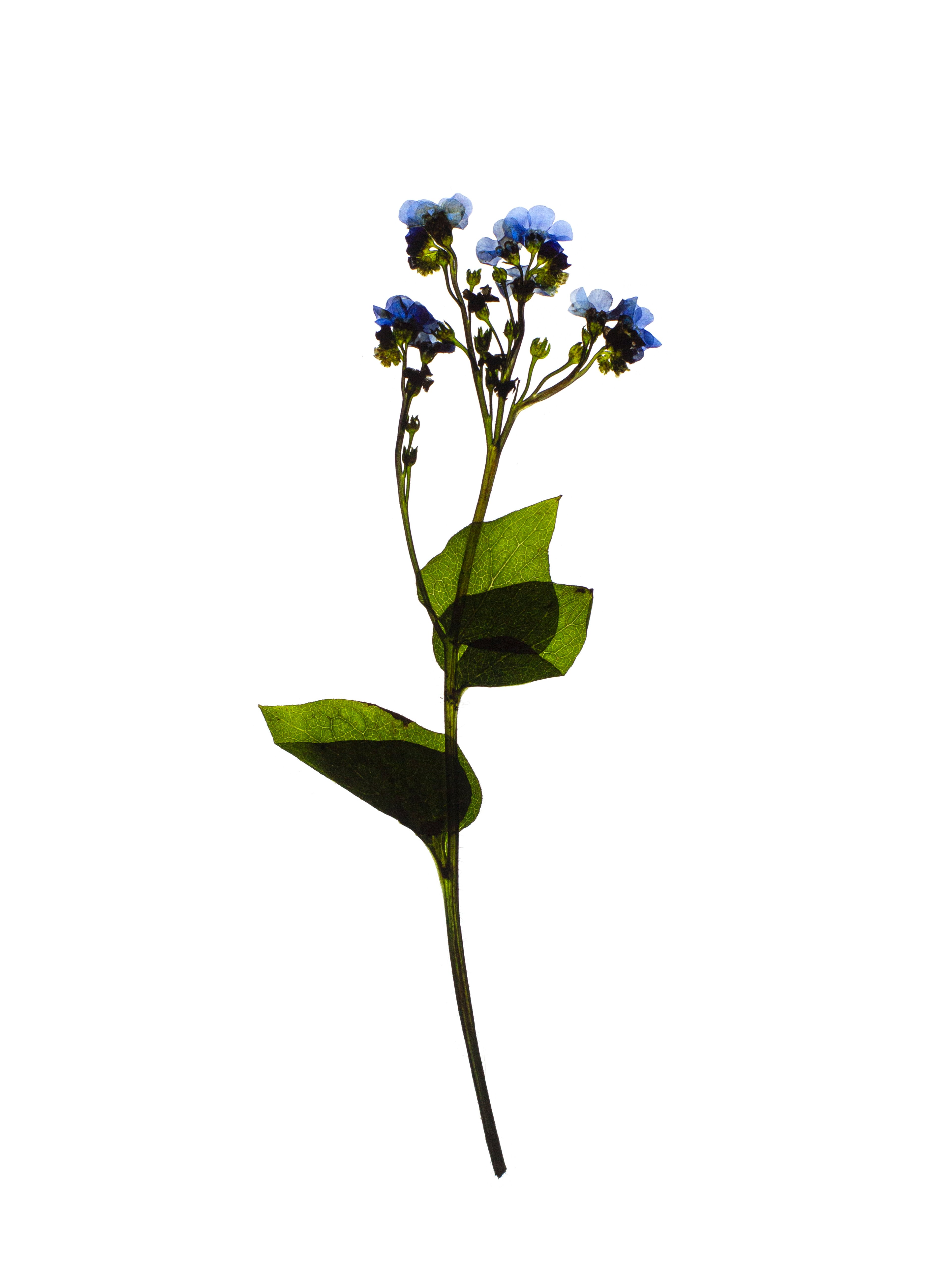Omphalodes verna (Blue-eyed mary) — Backlit, Stuttgart, Germany, 2021