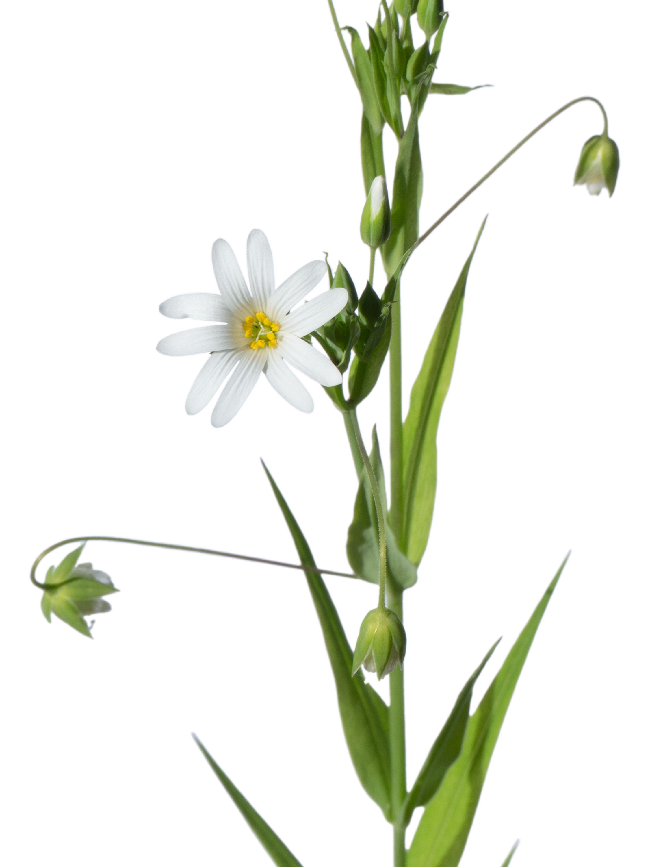 Stellaria holostea (Greater stitchwort) — Photograph, Eisenach, Germany, 2026